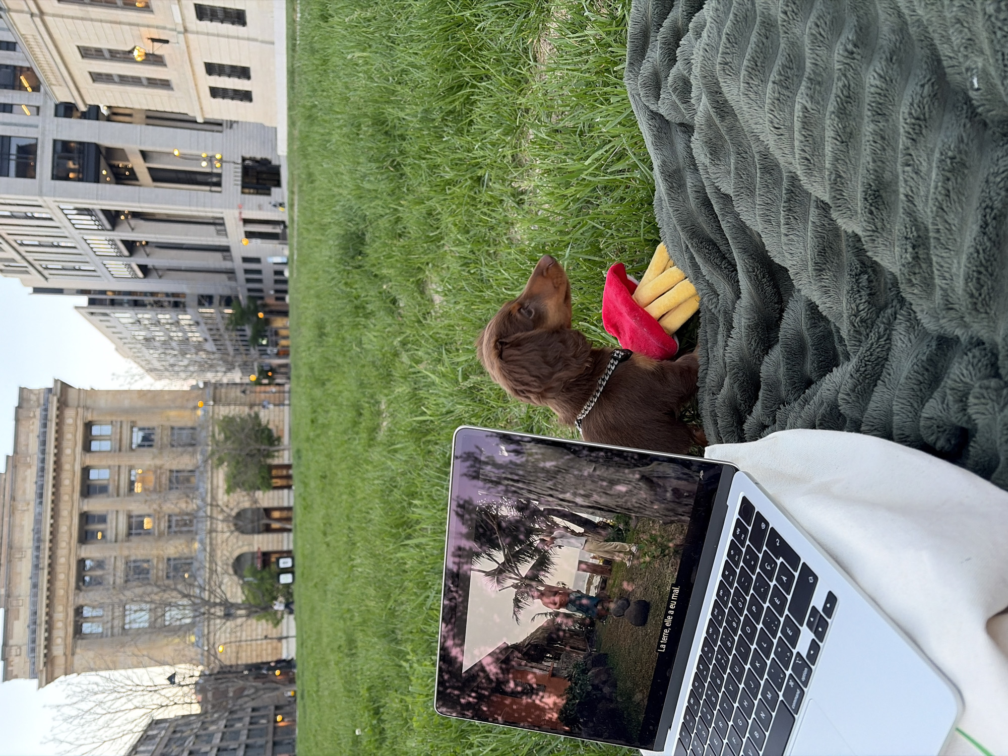 The image depicts a scene on a grassy area, likely a park, with buildings visible in the background, characteristic of an urban setting in Montreal, Canada. A small brown Dachshund puppy with a chain collar sits upright next to a grey blanket and a plush toy. In front of the puppy is an open laptop displaying a scene from a movie or video with subtitles in French. The laptop is positioned on top of a white cloth or bag. The buildings in the background show typical urban architecture with multiple stories and windows. The sky appears overcast.