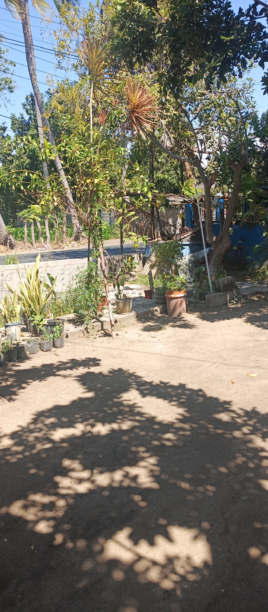 The image depicts an outdoor scene, likely a residential yard, bathed in sunlight, casting dappled shadows on the sandy ground. In the background, a paved road is visible, bordered by a low concrete wall. Beyond the wall, a dense arrangement of trees and foliage dominates the landscape, with a clear blue sky overhead. The trees are lush and green, with some palm trees also present.
In the foreground, various potted plants and small plants in plastic bags are arranged along the concrete wall. One large plant with long, sword-like leaves stands prominently on the left. Several trees, some with visible trunks and branches, are scattered throughout the scene, with one in the mid-ground appearing to be a small fruit tree with yellow fruits. A structure that appears to be a small building or shelter with a thatched roof is partially visible behind the trees.
The overall impression is one of a tropical or subtropical environment, likely in a rural or semi-rural setting. The presence of the road and the building suggests a populated area. Based on the context of the city of Arjasa, Indonesia, this scene could represent a typical yard or garden area in that region.