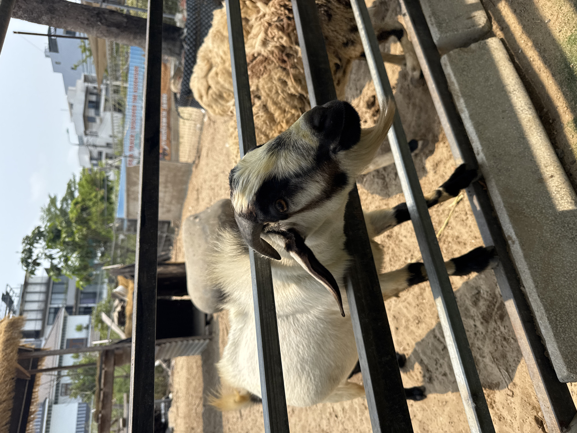 A close-up shot through a metal fence shows a goat with black and white markings, protruding horns, and a focused eye staring towards the camera. The animal is positioned in a pen containing light brown dirt. A sheep with light brown wool is visible behind the goat, also within the enclosure. Outside of the enclosure, building structures and greenery are seen, suggestive of an urban environment. The location is Đà Nẵng, Vietnam.