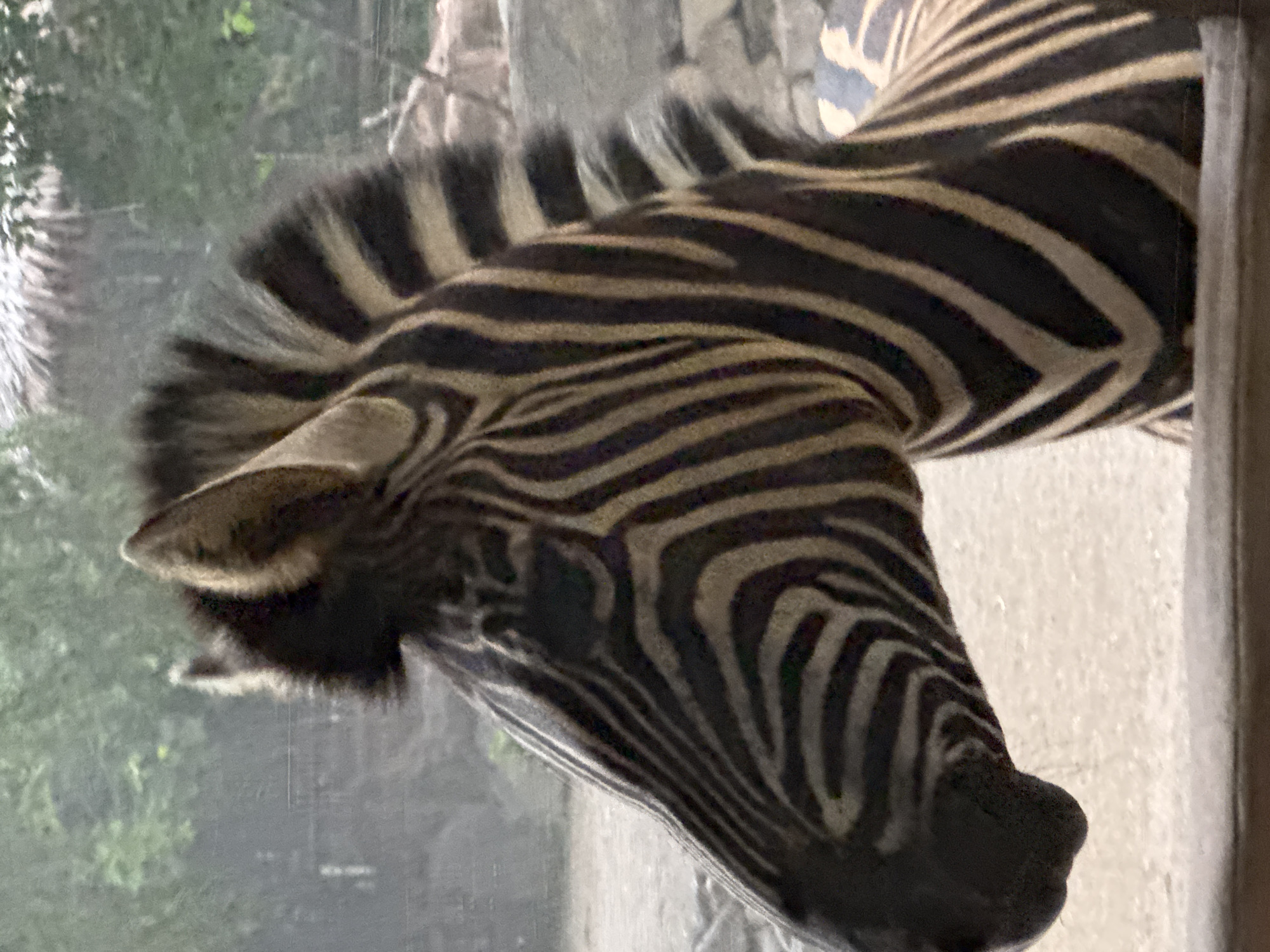 A head and partial body of a zebra are shown in profile, facing left. The zebra has distinctive black and white stripes on its face, neck, and body. Its mane is also striped. The background is blurred, showing green foliage and what appears to be a thatched roof structure. The zebra is behind a wooden railing, suggesting it is in an enclosure, possibly a zoo. The environment appears to be outdoors. The image does not provide any information that would place the zebra in the city of Pudong, China.