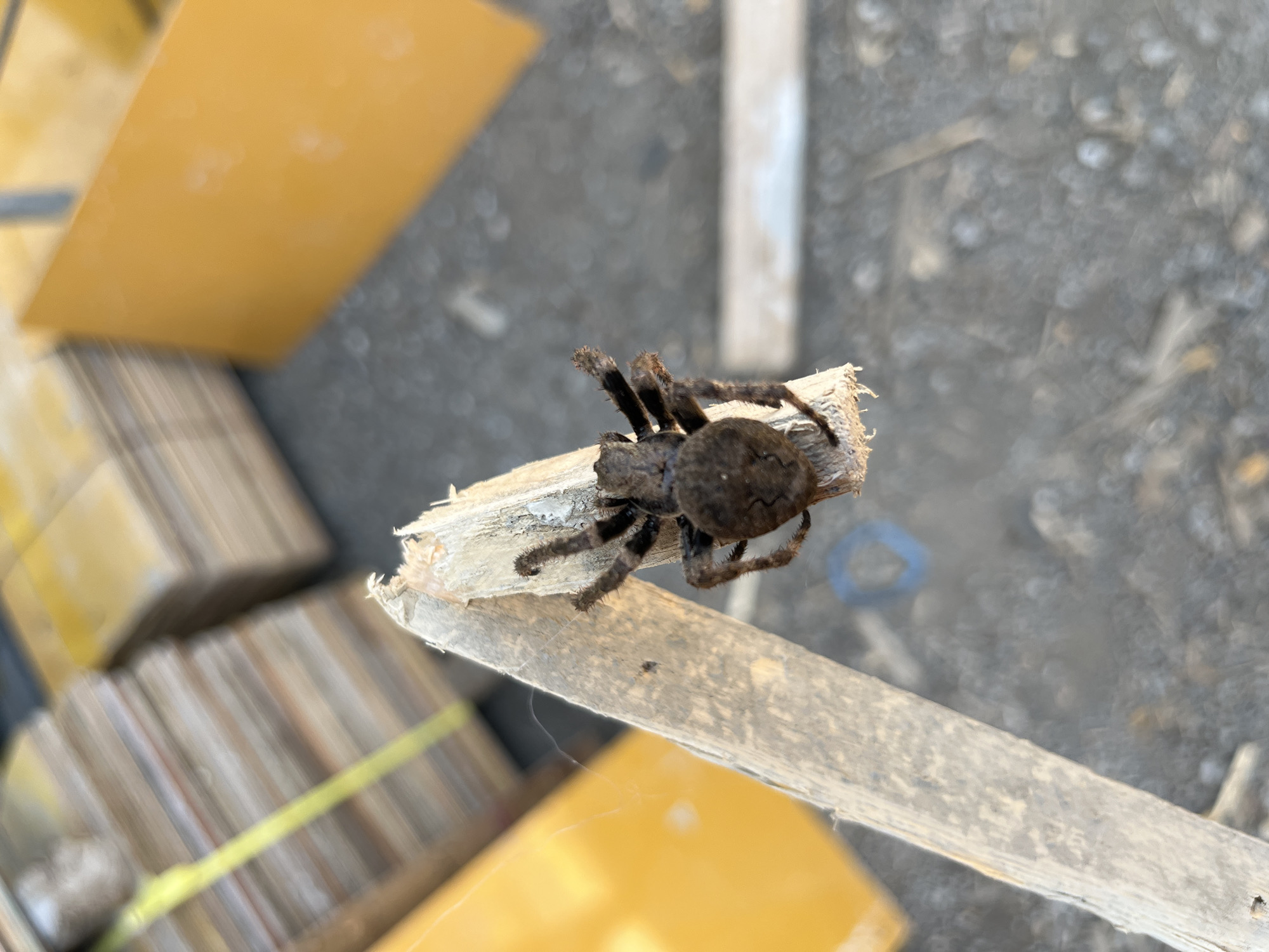 In the city of Sayama, Japan, a close-up shot focuses on a dark-colored spider with segmented legs perched on a splintered piece of light-colored wood. The spider is positioned diagonally, with its body centered and its legs extended. In the background, blurred elements suggest an outdoor environment. To the left, a bright yellow object is partially visible. Behind that, stacks of what appear to be wooden boards, bound by a yellow strap, create a textured backdrop. Further to the right, another large, out-of-focus yellow surface dominates the background. The ground appears to be a rough, granular surface, possibly gravel or dirt, with some scattered debris. The lighting suggests daytime, with the sun casting a slight glare on some surfaces.