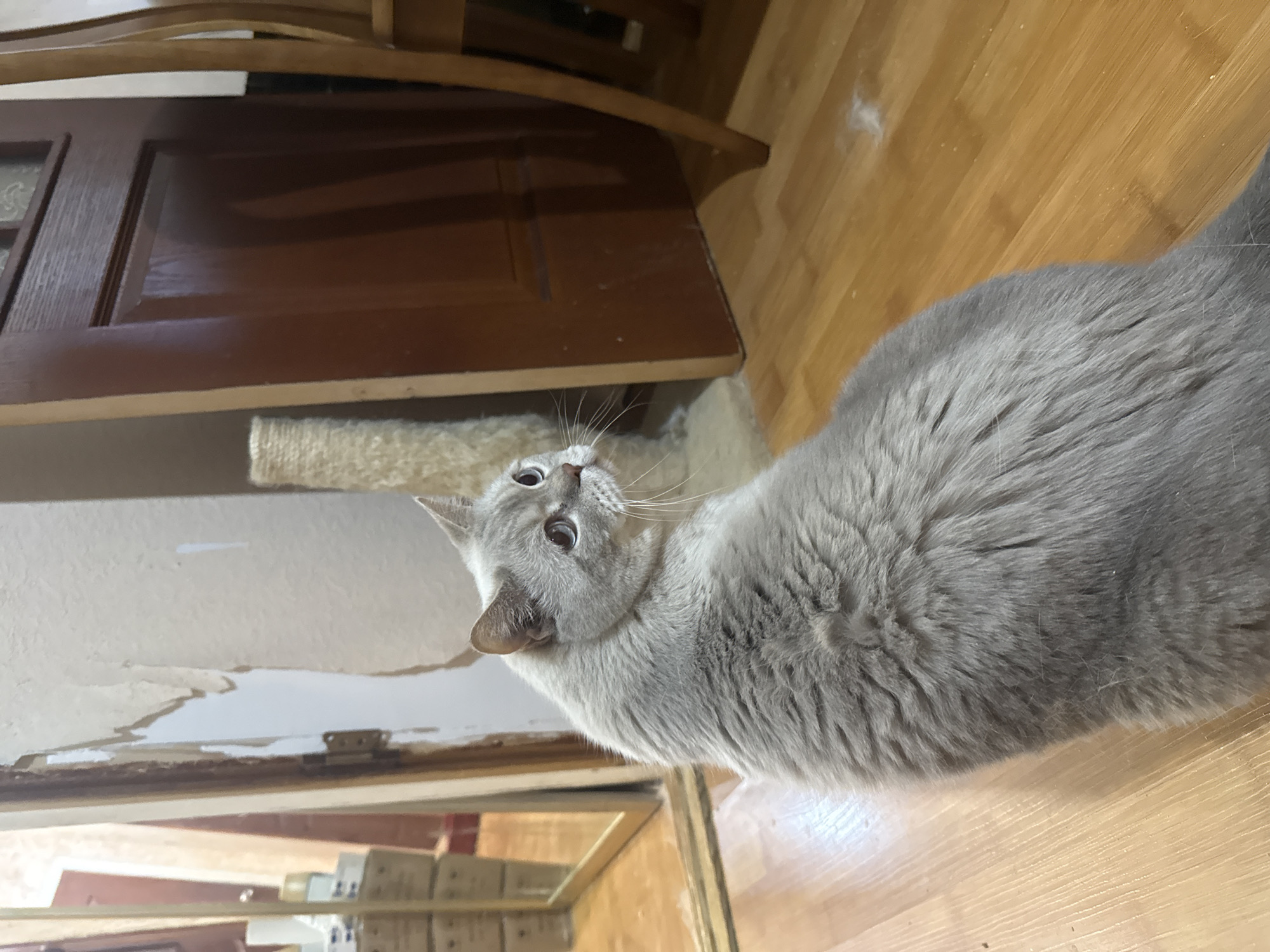 A light gray cat with blue eyes is sitting on a wooden floor in an indoor setting. The cat is facing away from the camera, looking to the right. In the background, there is a wooden door, a scratching post, and a wall with peeling wallpaper. A chair is also visible to the right of the cat. The image appears to have been taken in an apartment or house. There is no information in the image to indicate a specific location in Dnipro, Ukraine.