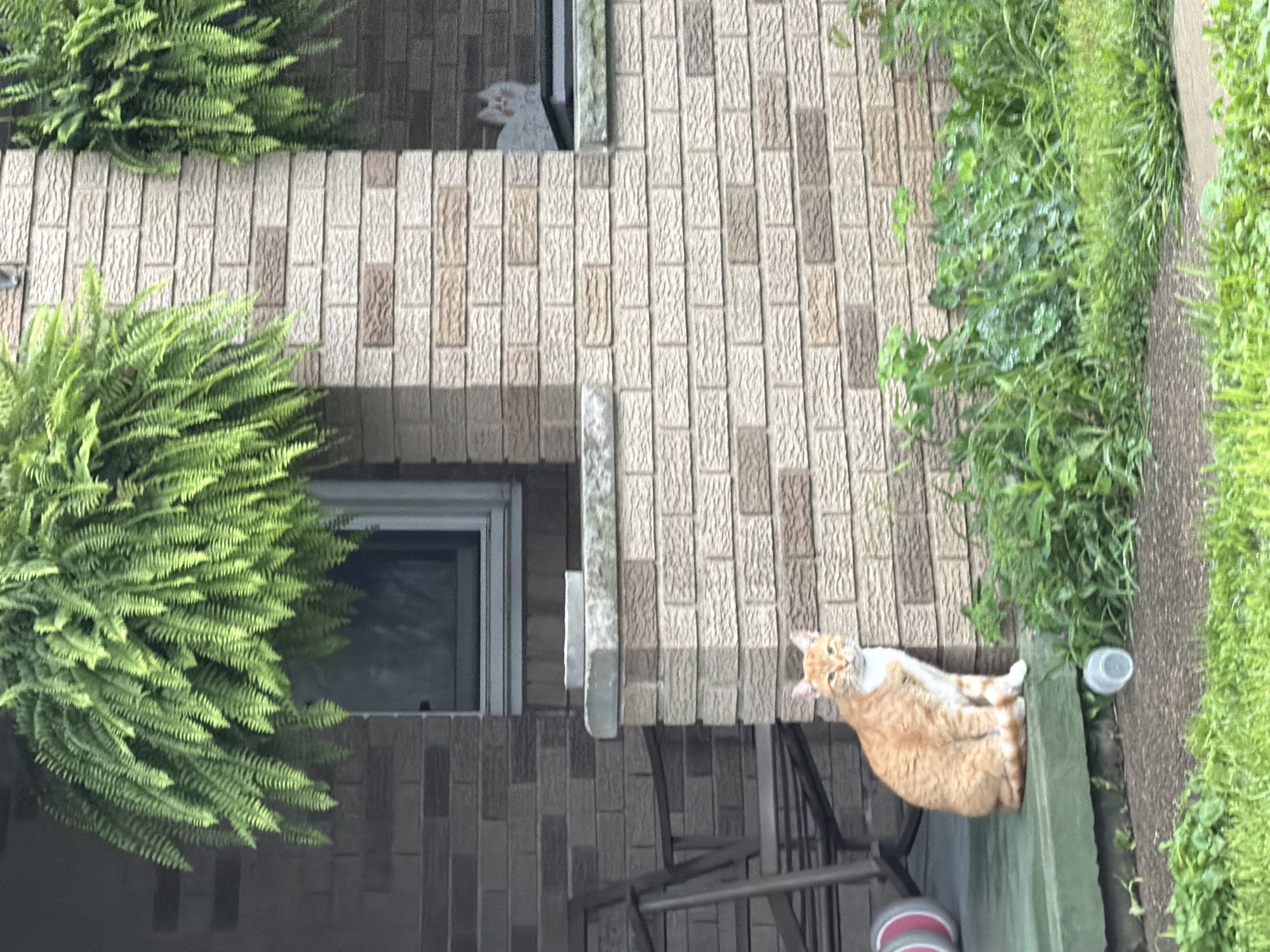 An orange and white cat sits on a green porch in front of a brick building. The cat is facing the camera with its head tilted slightly. Behind the cat, there is a rocking chair. Hanging baskets of ferns are visible above the porch. To the right of the cat, there is a section of the brick wall with a small, white cat figurine. The area around the porch is covered in green grass and various plants. The overall scene appears to be an outdoor setting in a residential area of Cokeburg, United States of America.