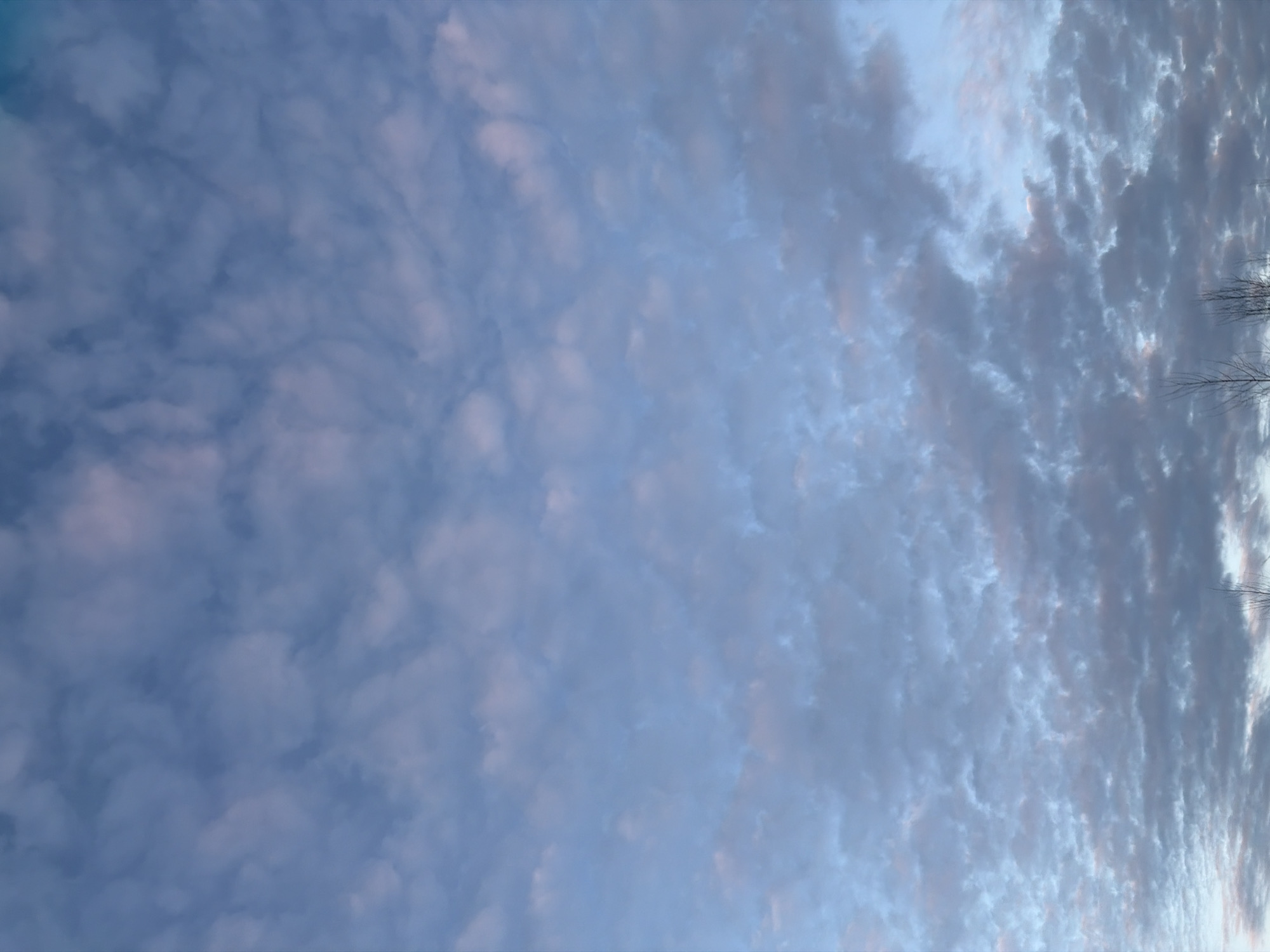 The image presents a view of the sky, presumably in Noviy, Russia. Predominantly, the scene is filled with textured clouds. The clouds vary in shades of blue and gray, some showing hints of pink or purple. A few bare tree branches are visible in the upper right corner. The sky appears to be filled with mammatus clouds.