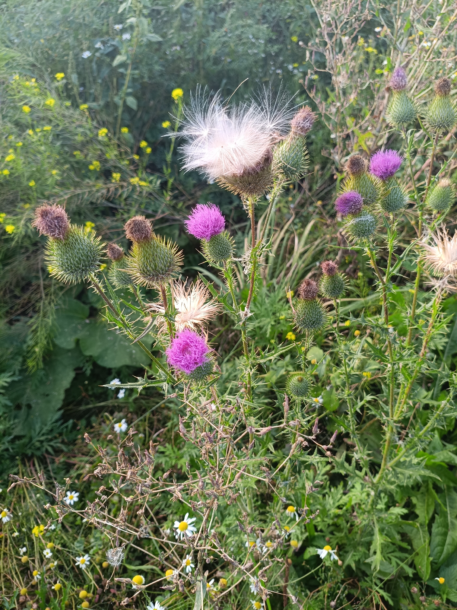 The image shows a close-up of several thistles with purple and brown flower heads, some in various stages of blooming and seeding. One thistle has a prominent white fluffy seed head. Surrounding the thistles are green leaves and stems, as well as small yellow and white wildflowers. The scene appears to be an outdoor, natural setting. There are no people or animals visible in the image. The overall impression is of a wild, overgrown area, possibly a field or roadside. The image was taken in Khanzhino, Russia.
