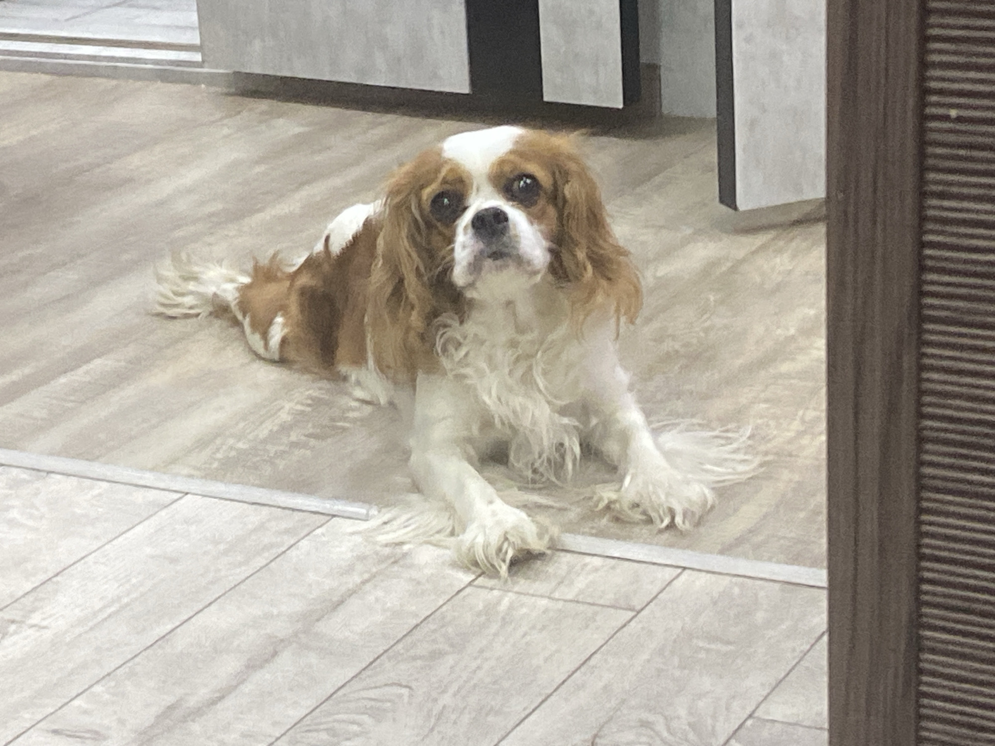 An adult Cavalier King Charles Spaniel, predominantly brown and white, is lying on a light-colored, wood-planked floor. The dog is positioned in the center of the frame, facing the camera with a slightly tilted head. Its fur is long and wavy, particularly around its ears and chest. The background features a wall with alternating light gray and black rectangular panels, and a dark brown vertical element on the right side of the image, possibly a door frame or furniture. The floorboards have a subtle wood grain texture and are laid diagonally.