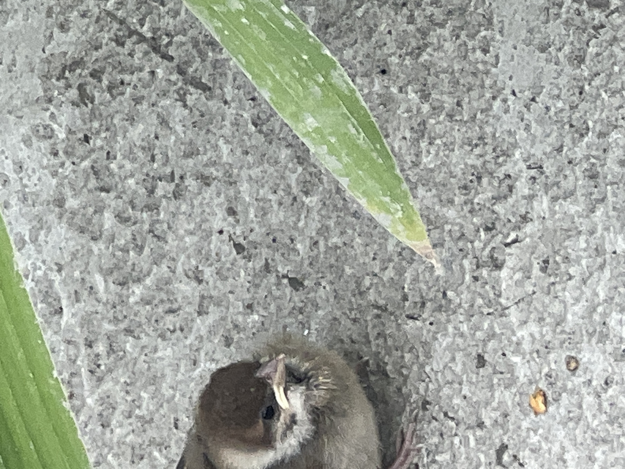 This media file is a close-up, overhead shot of a small, deceased bird lying on a rough, gray, textured surface that appears to be concrete or stone. The bird is predominantly brown and gray, with a visible beak and some fluffy down feathers around its head. Its body is curled up, and its legs are partly visible.
To the left and diagonally from the top, a long, green, blade-like leaf or grass stem is partially in view, its edge sharp against the textured background. The lighting suggests it is daytime, with the light source likely above and to the right, casting subtle shadows. There are no visible people, text, or distinct location cues other than the general environment. The scene is still and quiet, with no discernible activity or emotion conveyed beyond the somber subject matter. The overall impression is one of natural decay or an unfortunate demise in an outdoor, possibly urban or garden, setting. The image is slightly grainy, adding to a natural, unfiltered feel.