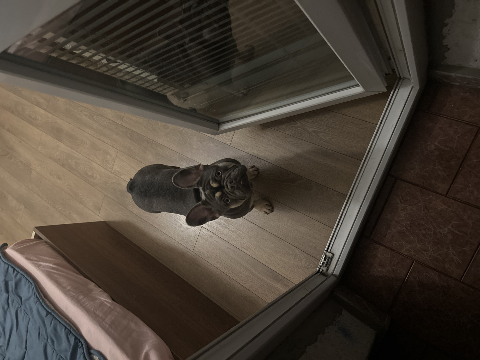 A high-angle shot captures a dark grey/blue French Bulldog puppy sitting attentively on a light brown wooden laminate floor. The puppy, with distinctive fawn markings around its eyes and muzzle, looks directly up at the viewer, its large ears prominent.
The scene appears to be an indoor setting, possibly a room leading to another area. A white-framed glass door or large window occupies the upper portion of the image, reflecting vertical lines (possibly from blinds) and a blurry interior. The dog is positioned in front of this door/window. To the right of the door's threshold, the flooring transitions from wood to dark brown tiles with a marble-like pattern.
In the bottom left corner, a portion of a bed or low piece of furniture is visible, covered with a pink fitted sheet and a rumpled blue quilted blanket. A dark wooden surface, possibly a side table or headboard, is adjacent to the bedding. The lighting is relatively dim, casting soft shadows on the wooden floor, suggesting an indoor environment with artificial light. No text is visible in the image. The puppy's posture and upward gaze convey a sense of curiosity or attentiveness.