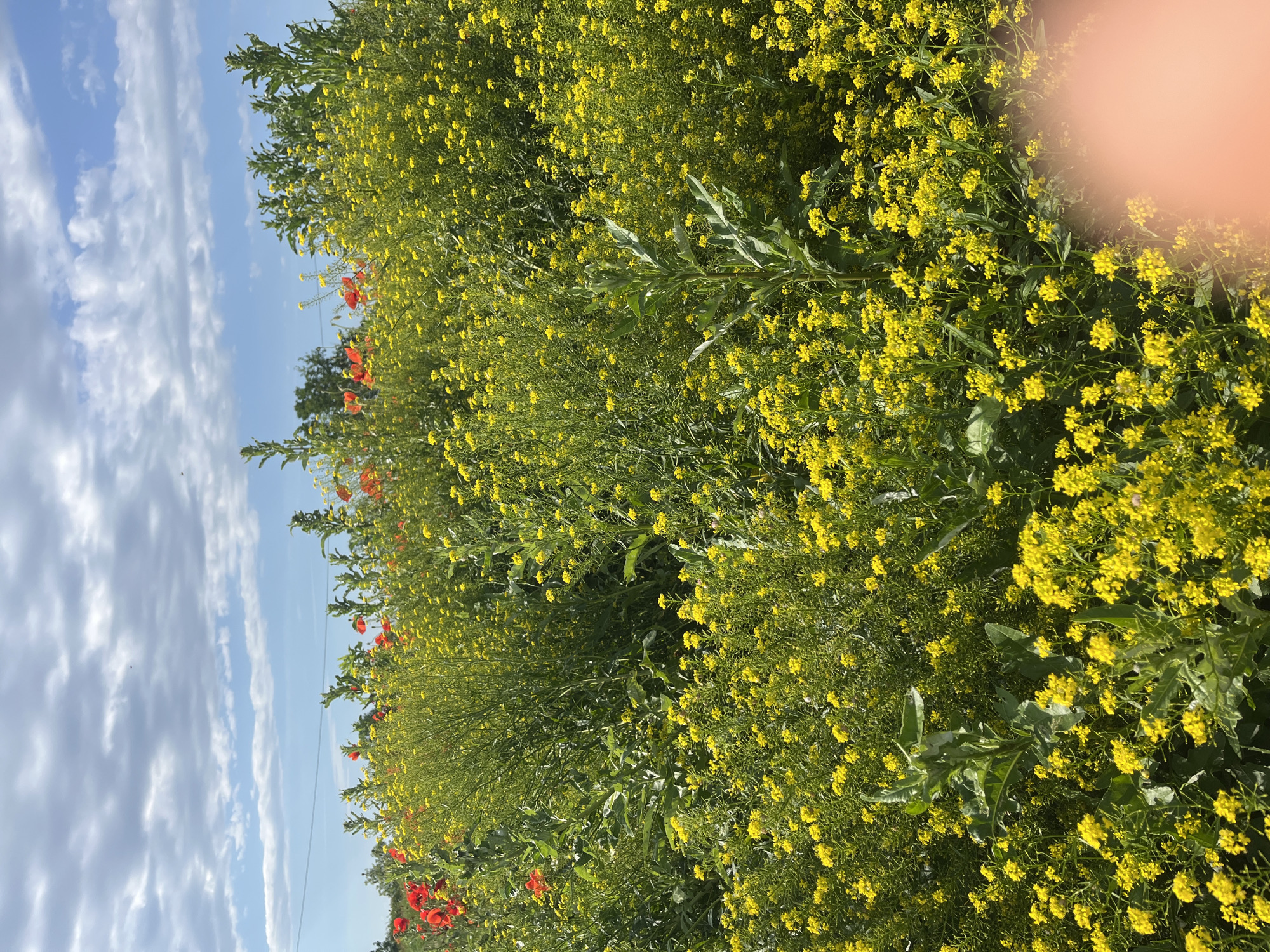 A field of yellow flowers interspersed with red poppies is under a partly cloudy blue sky. There is vegetation in the background. The location is not evident in this image. The claim it is in the city of Chetuk, Russia cannot be confirmed.