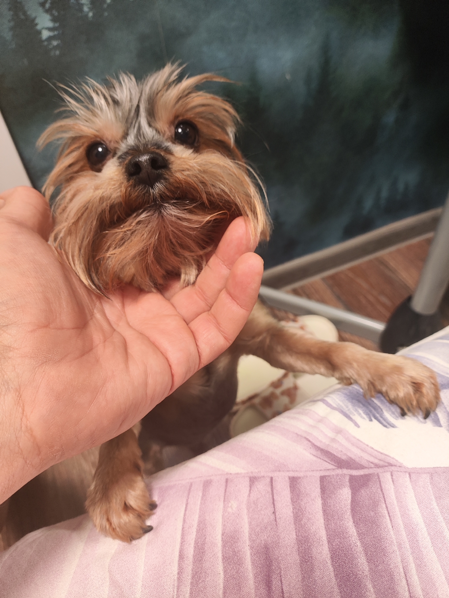 A person's hand is cradling the face of a small Yorkshire Terrier. The dog's fur is a mix of tan and grey, with its eyes looking directly at the camera. The background is dark and slightly blurred, suggesting an indoor setting. The dog is resting on a striped blanket in shades of pink and white. The image appears to have been taken in a home environment.