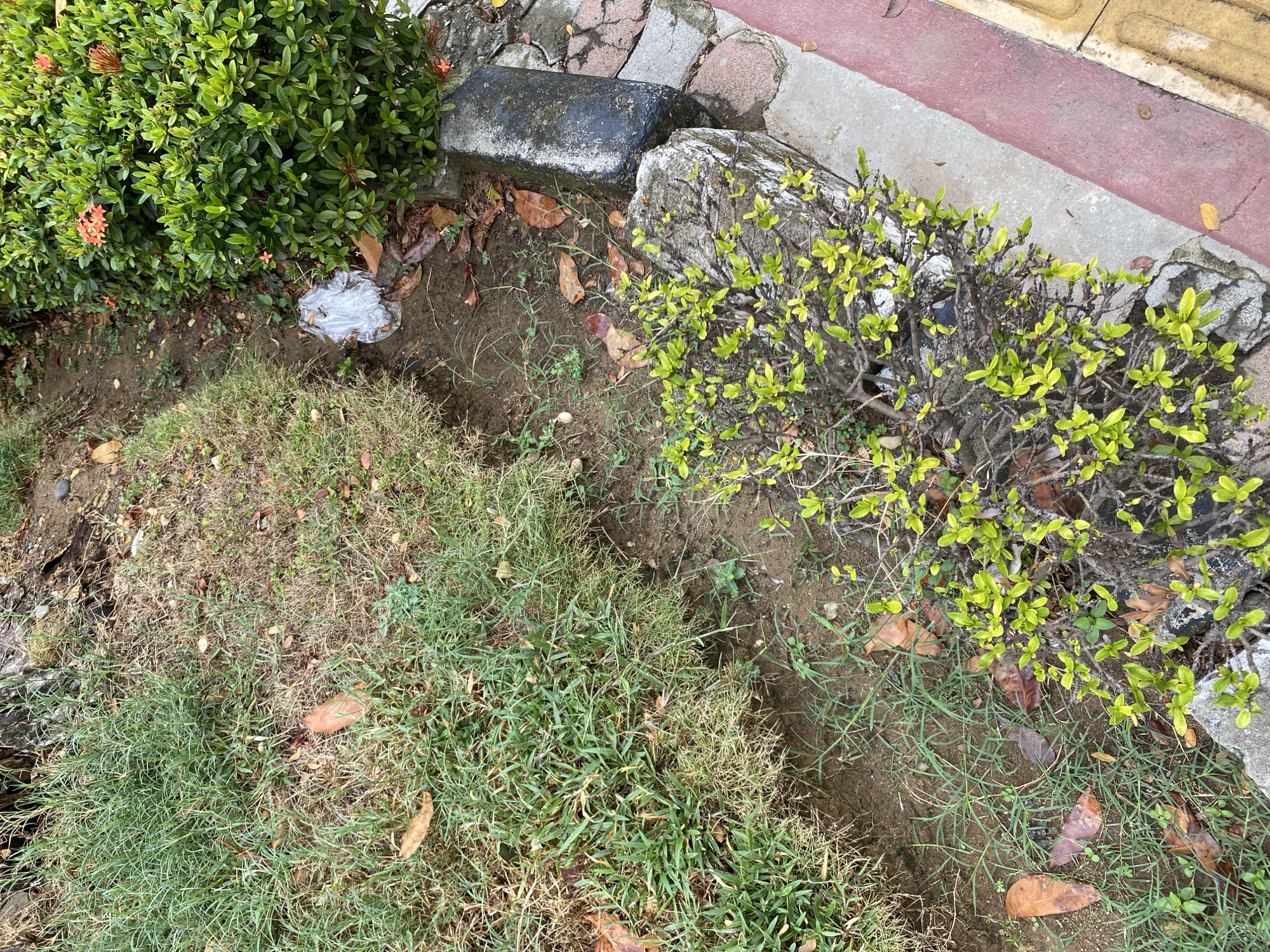The image depicts an outdoor scene in Banda Aceh, Indonesia, likely a park or garden area. The foreground features a small bush with bright green leaves and thorny branches, growing near a large, dark-colored stone. Beside it, a red-and-gray paved walkway is visible, with yellow tactile paving tiles. A larger, dark, rectangular stone curb runs along the edge of the walkway.
The middle ground shows a narrow, dry dirt path or drainage channel, with scattered brown leaves and sparse, dry grass. A piece of white plastic trash is visible on the dirt. To the right of the path is a dense, green bush with small orange flowers.
The background consists of more grass and dirt. The overall impression is of a slightly unkempt outdoor area, possibly a public space, with elements of both natural vegetation and man-made structures.