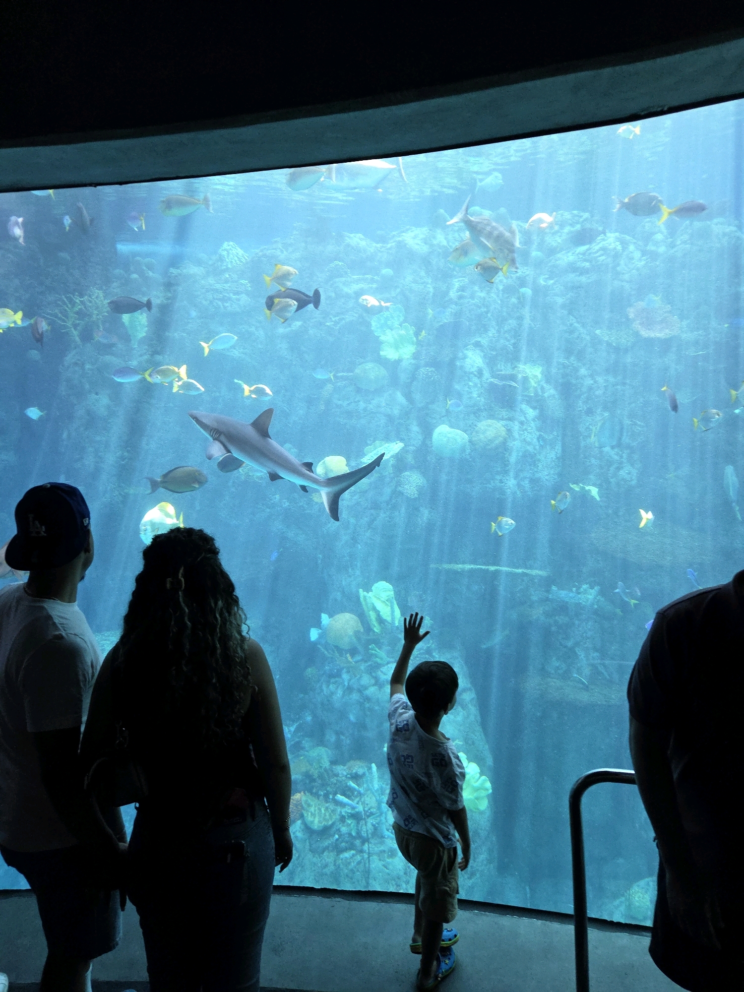 The image shows an aquarium exhibit, likely at the Aquarium of the Pacific in Long Beach, California. In the foreground, silhouetted against the bright blue water, are three individuals: a man wearing a baseball cap, a woman with curly hair, and a young boy. The man and woman are looking into the large tank. The young boy, standing to the right, is reaching out towards the glass with his left hand raised, as if to touch it or a creature within.
The aquarium tank is filled with a variety of marine life, including several fish of different sizes and colors, and a prominent shark swimming horizontally across the middle of the frame. The background of the tank features coral formations and other underwater scenery, illuminated by a bright, diffused light source, creating a vibrant and active aquatic environment. The overall scene captures a moment of observation and wonder at the underwater world.