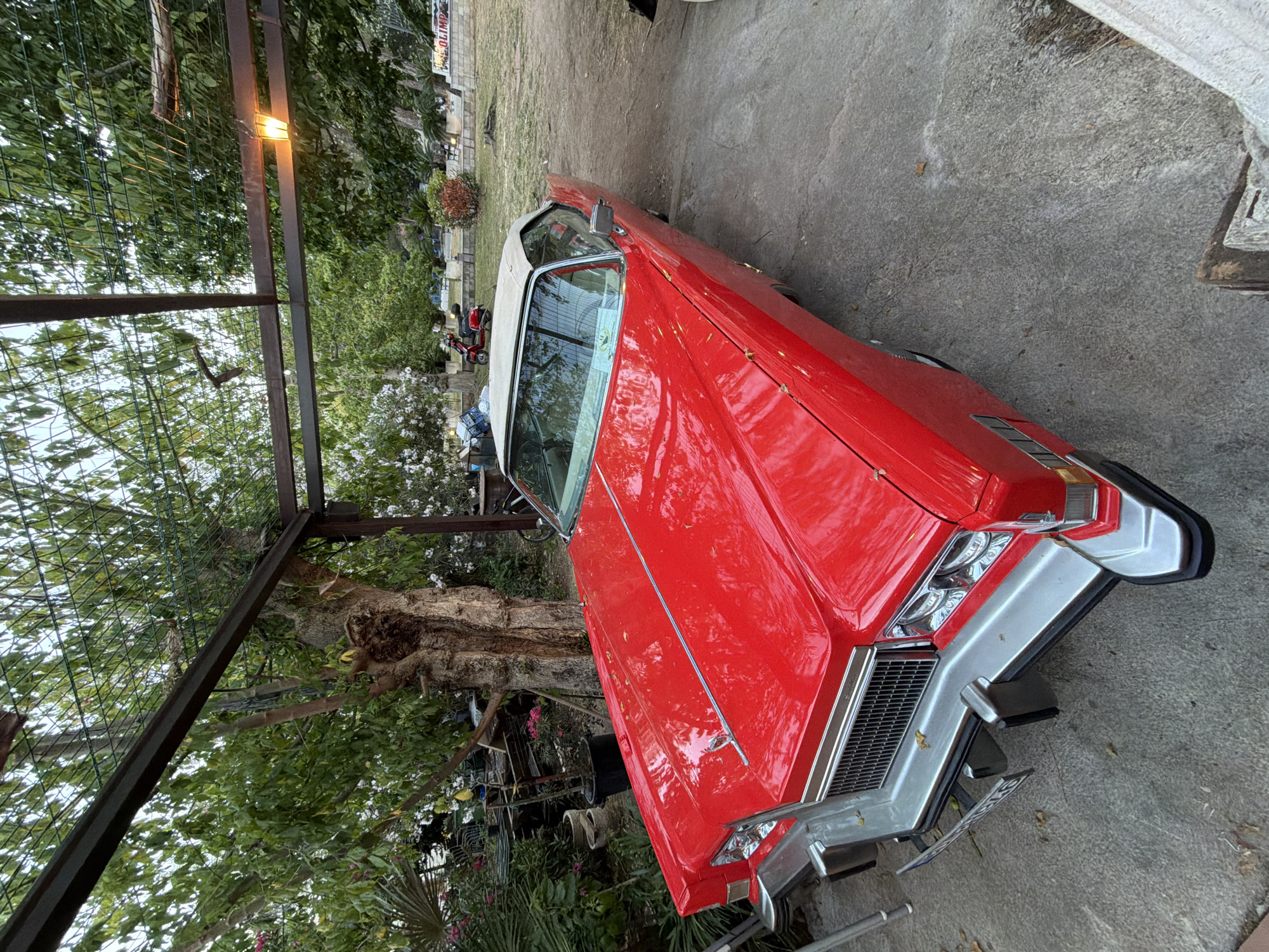The image captures a vibrant red, classic American convertible car, likely from the early 1970s, parked outdoors. The car features a white soft top, prominent chrome bumpers, and a distinctive front grille with rectangular headlights. The vehicle appears to be in good condition, reflecting light off its polished red paintwork.
The scene is set in an outdoor area, possibly a garden, courtyard, or shaded parking space. Lush green foliage from trees and bushes surrounds the car, providing a natural backdrop. A metal trellis or fence structure spans above and to the side of the car, adorned with greenery. An artificial light fixture, emitting a warm glow, is attached to this structure, suggesting the time of day could be late afternoon or early evening. The ground beneath the car is a mix of paved and dirt surfaces.
In the background, a small red scooter or moped is parked near some white flowering plants. A building in the distance features visible text that reads "OLIMP." No people are present in the image, and the car is stationary, indicating a calm and static moment. The overall impression is one of appreciation for a vintage automobile in a serene, green environment in Budva, Montenegro.
