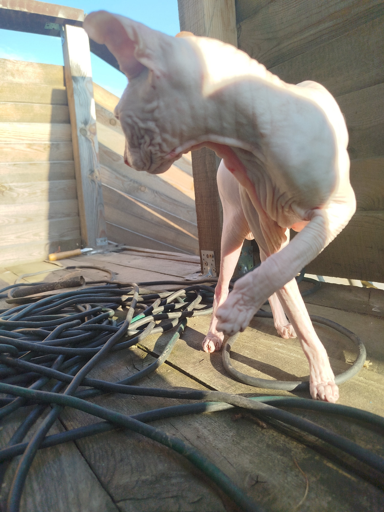A hairless cat, likely a Sphynx breed, stands on a wooden deck next to a coiled black hose. The cat is illuminated by sunlight, casting a shadow. The deck appears to be part of an outdoor enclosure or structure, with wooden planks forming the walls and floor. The background shows a clear blue sky. The scene is consistent with an outdoor domestic setting, possibly in Zavodoukovsk, Russia, given the provided context.