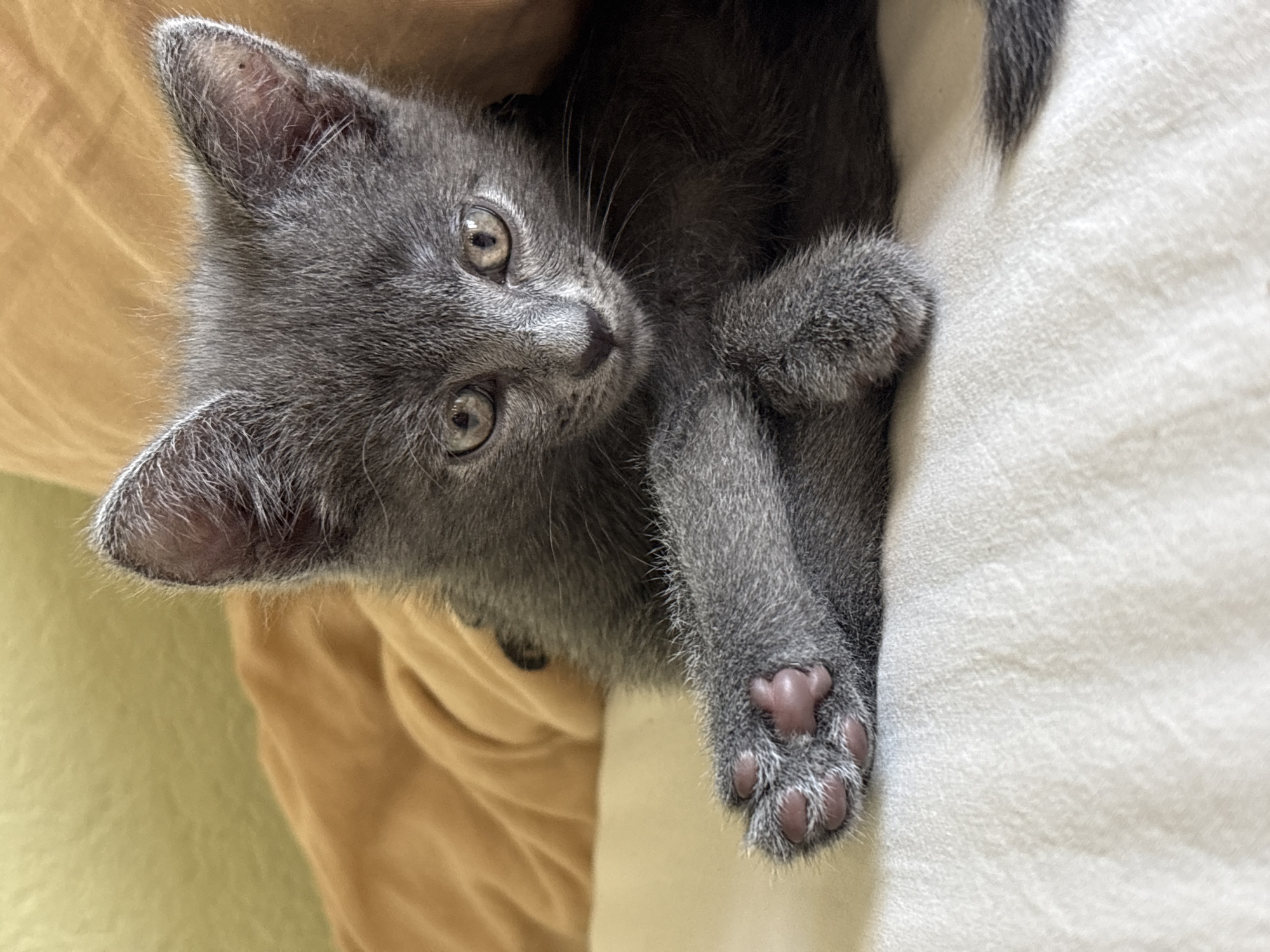 A close-up, eye-level shot shows a grey kitten lying on a white, textured surface, possibly a bed or couch. The kitten is facing the viewer with its paws crossed in front of its chest, revealing pink toe beans. Its large, expressive eyes are a light brown color. The background is blurred, with a hint of a warm orange fabric. The scene appears to be indoors, with soft lighting. The image does not depict any specific location in Chaikovsky, Russia.