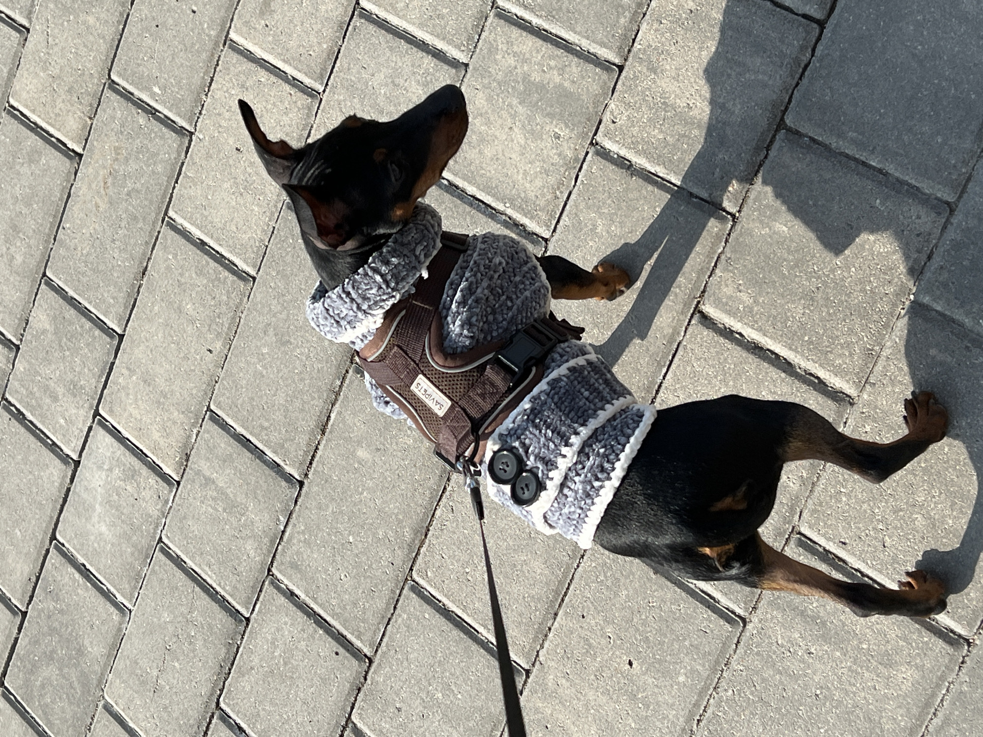 A black and tan miniature pinscher dog, wearing a brown harness and a grey and white knit sweater with two black buttons, is lying on a grey brick pathway. The dog is leashed, and its shadow is cast on the bricks. The environment appears to be outdoors on a sunny day, with the brick pathway suggesting a pedestrian area. The location is not discernible as Saint Petersburg, Russia, from the provided image.
