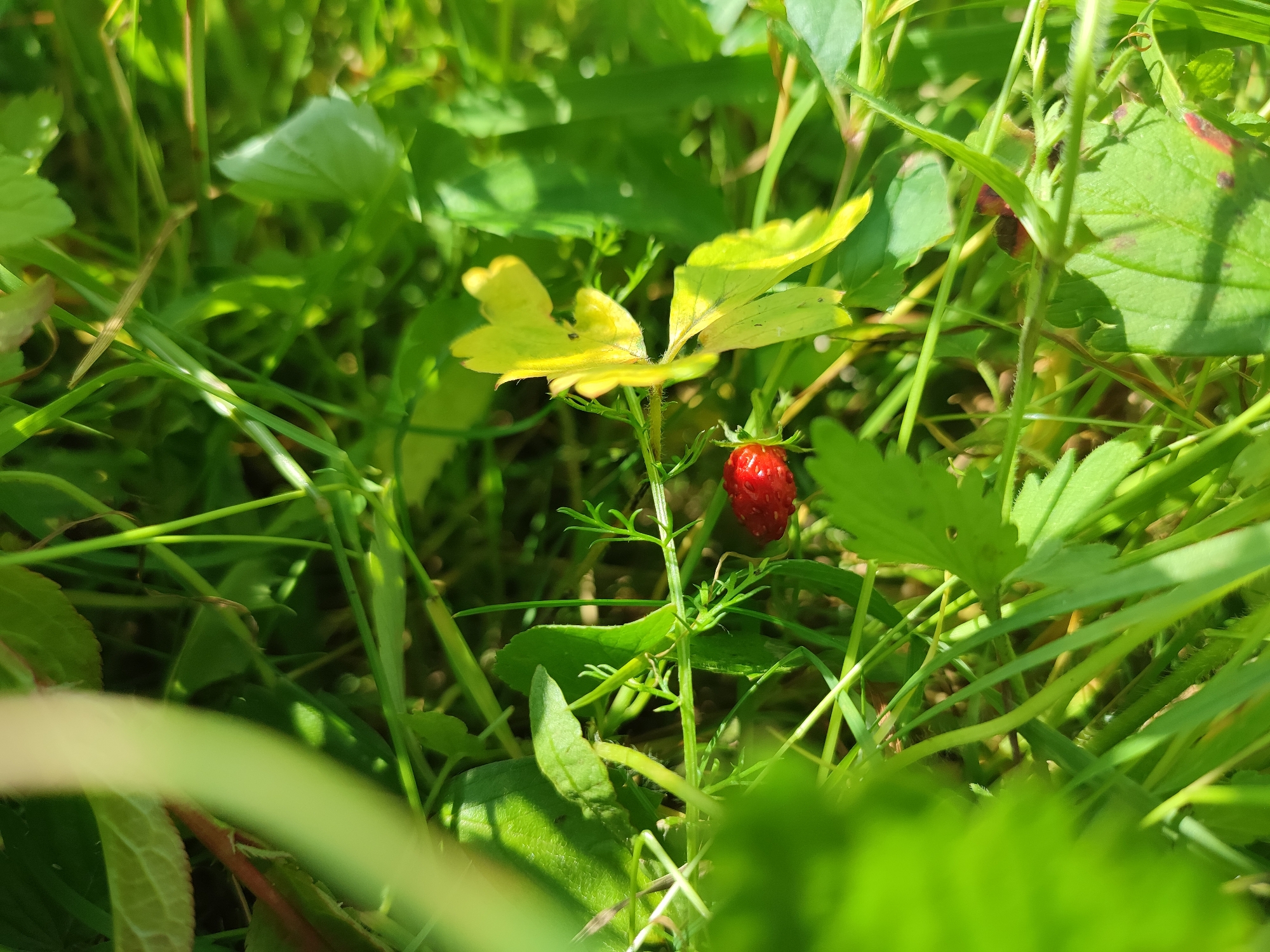 A single, ripe wild strawberry is visible in the center of the frame, nestled amongst lush green foliage. The strawberry is small and a vibrant red, with visible seeds on its surface. It is supported by a thin green stem, which also holds a few small, delicate leaves. The surrounding environment is characterized by dense green grass and other wild plants, with patches of sunlight filtering through the leaves, creating a dappled lighting effect. The image appears to be a close-up shot, focusing on the small fruit and its immediate natural surroundings. There are no people or man-made objects visible in the frame. The location is identified as Novaya Ivanovka, Russia.