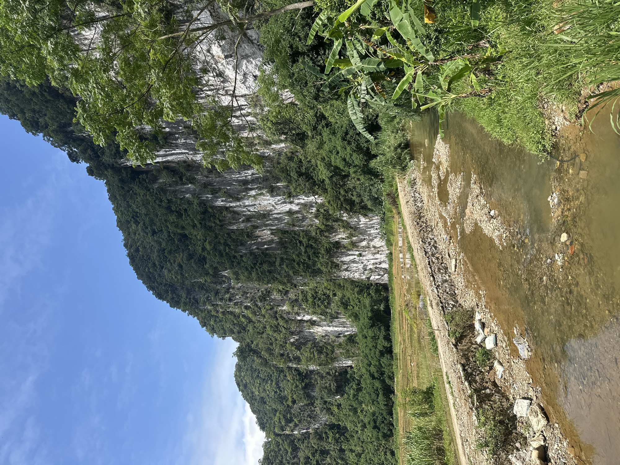 The image shows a wide, shallow river flowing through a rural landscape in Pù Luông Commune, Vietnam. On the right side of the river, there is lush green vegetation, including banana trees, and tall grass. On the left side, a dirt road runs alongside the river, separated by a stone embankment. Beyond the road, there are rice paddies. Towering in the background are dramatic, sheer limestone cliffs covered in dense green vegetation. The sky is clear blue with a few wispy clouds. The water in the river is murky and reflects the surrounding greenery. The scene appears tranquil and natural, with evidence of human activity in the form of the road and the rice paddies. There are no people or animals visible in the image.