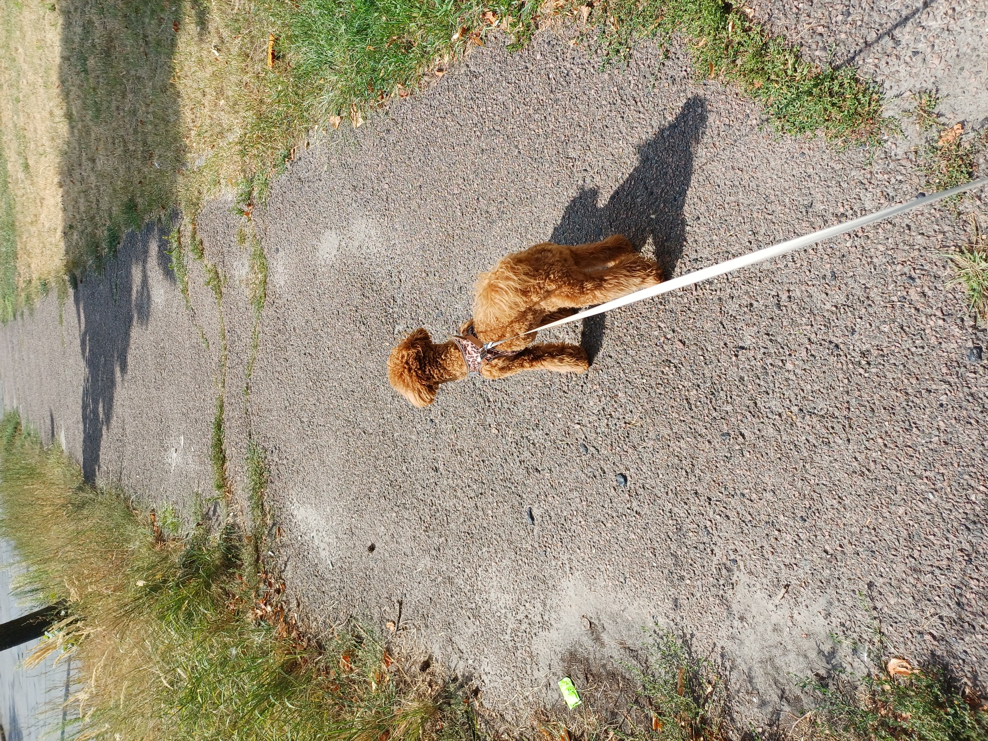 An overhead, medium shot captures a small, tan poodle on a leash walking on a paved path in Kyiv, Ukraine. The poodle, facing away from the camera, has a light-colored leash attached to a patterned collar. The path is made of coarse, grey asphalt with scattered small stones and occasional patches of dirt. To the left of the path, tall dry grass and weeds line the edge, with a few fallen brown leaves on the ground. To the right, dry, yellowish-brown grass with some green tufts is visible. The sun casts a distinct shadow of a tree onto the path and the grass. The scene appears to be an outdoor walking path in a park or along a street in Kyiv during daylight hours.