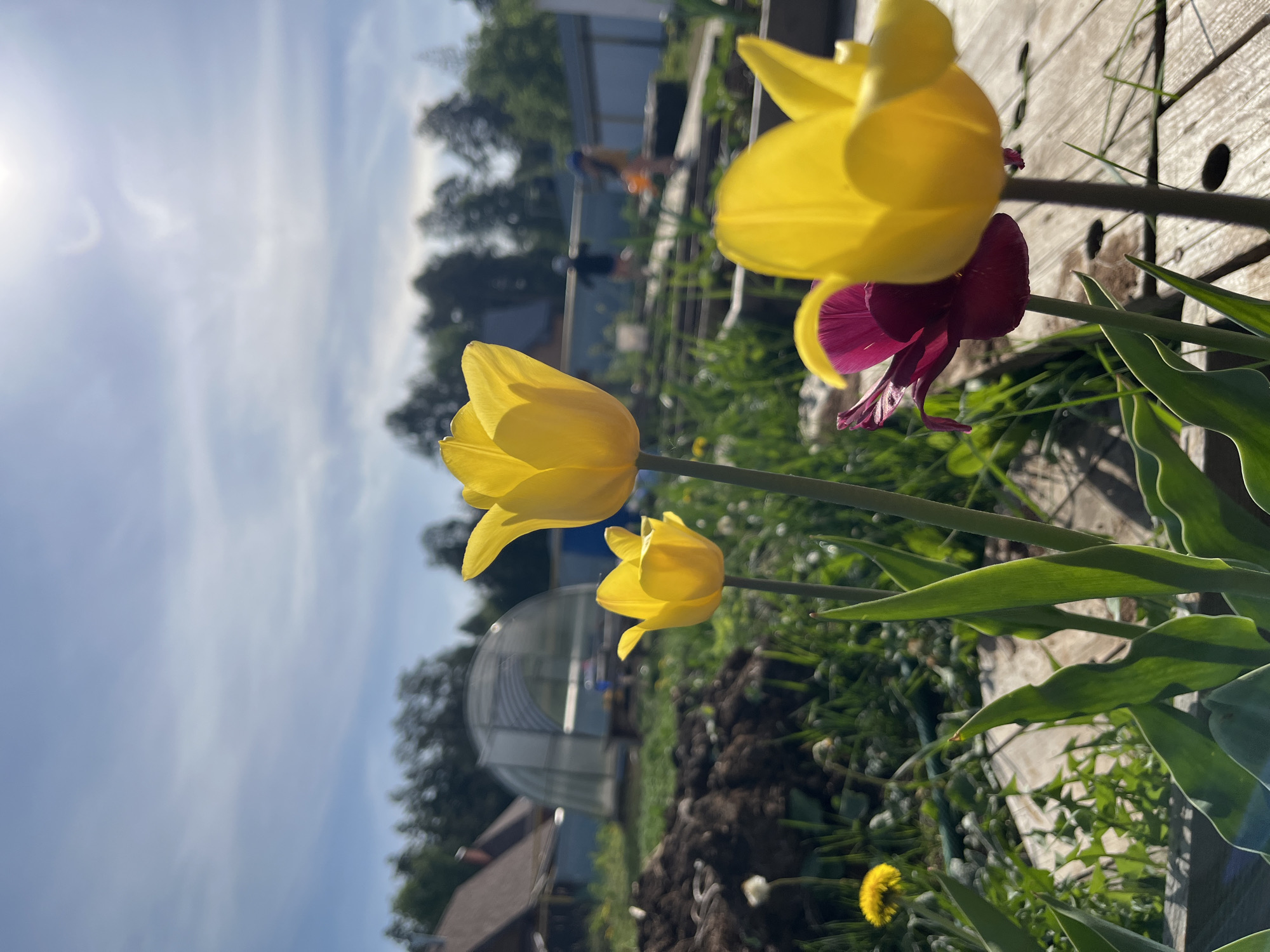The image shows three yellow tulip flowers and one burgundy flower in a garden setting. The flowers are in focus, with a wooden structure behind them. In the background, there is a greenhouse, a building with a brown roof, dark soil, and various green plants. The sky is visible in the upper part of the frame, with a bright sun and light clouds. The location is Chaikovsky, Russia.