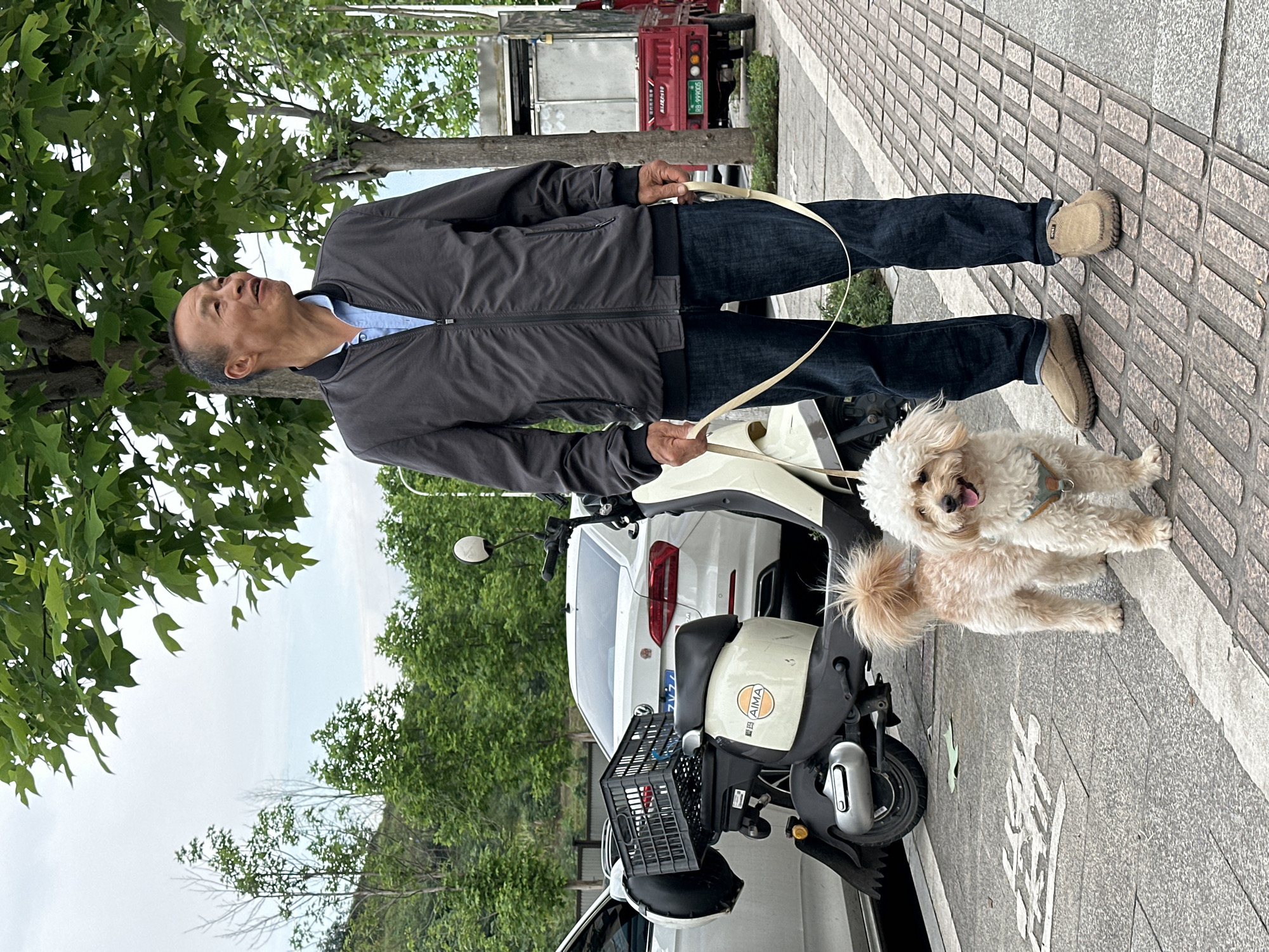 An upright, eye-level shot captures a man walking his dog on a patterned concrete sidewalk, lined with green trees, in Jiangjin, China. The man, appearing middle-aged or elderly, is dressed in a dark grey bomber jacket over a light blue collared shirt, dark jeans, and light brown slip-on shoes. He holds a beige leash with both hands and gazes upwards and to his left, seemingly observing something beyond the frame or enjoying the sky.
Beside him, a small, fluffy, light-colored dog, likely a poodle or poodle mix, stands attentively with its tongue slightly out, looking towards the viewer. It wears a light-colored harness attached to the leash.
The background features parked vehicles: a white car with visible taillights, and a cream-colored electric scooter with a front basket and the brand "AIMA" (艾玛) visible on its side. Further in the distance, a red utility truck with the license plate "蜀A66M0S" can be seen. The sky is bright but appears overcast, suggesting daytime. Large, white painted Chinese characters, partially visible on the sidewalk, spell out "文明" (Wénmíng), meaning "Civilization" or "Civic". The scene evokes a calm, everyday moment of a man and his pet on a stroll.