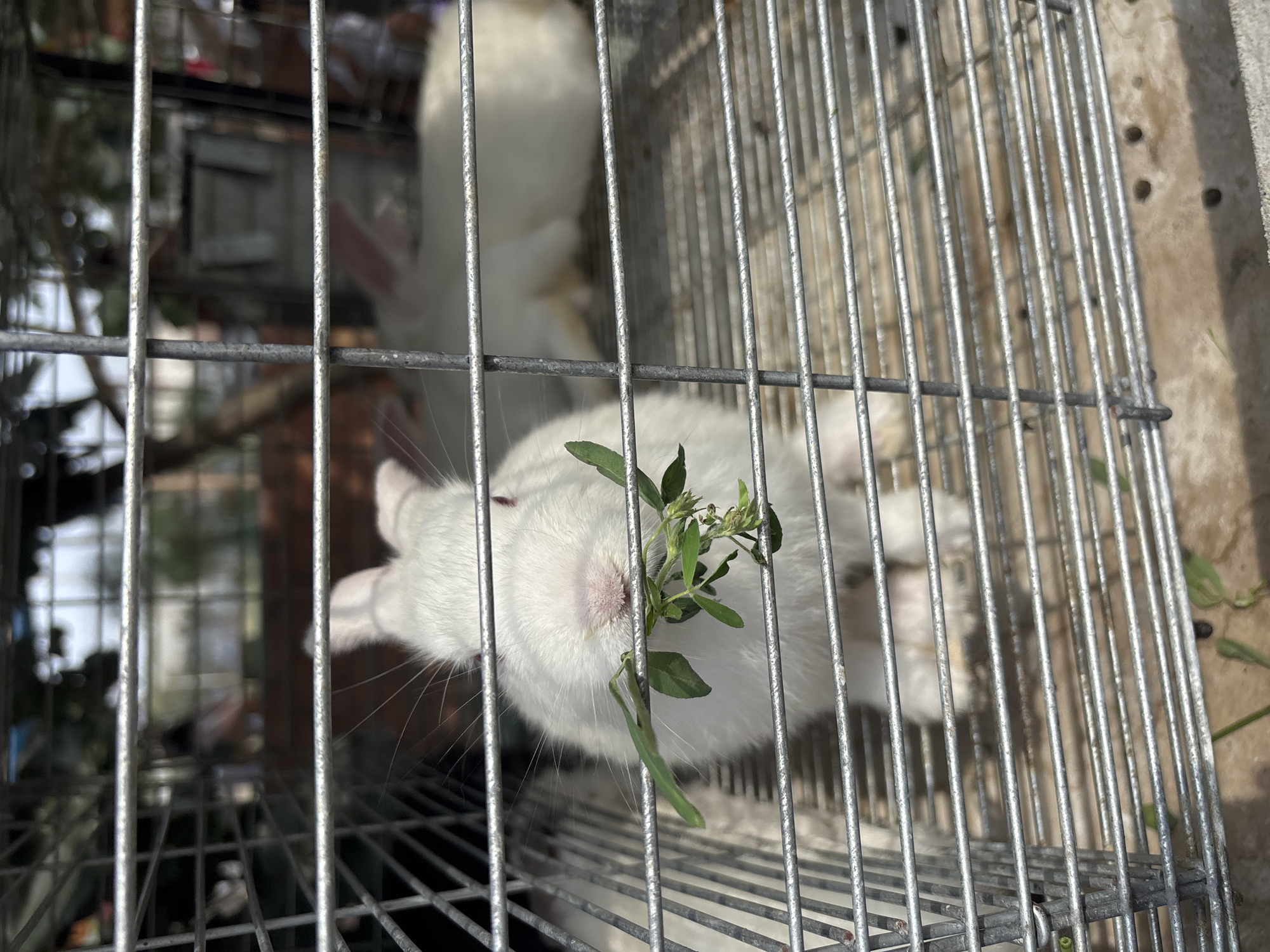 A top-down shot shows two white rabbits in a wire cage. The rabbit closest to the camera has a small bunch of leafy green vegetation near its mouth. The cage appears to be sitting on a concrete surface. The location is Huaral, Peru.