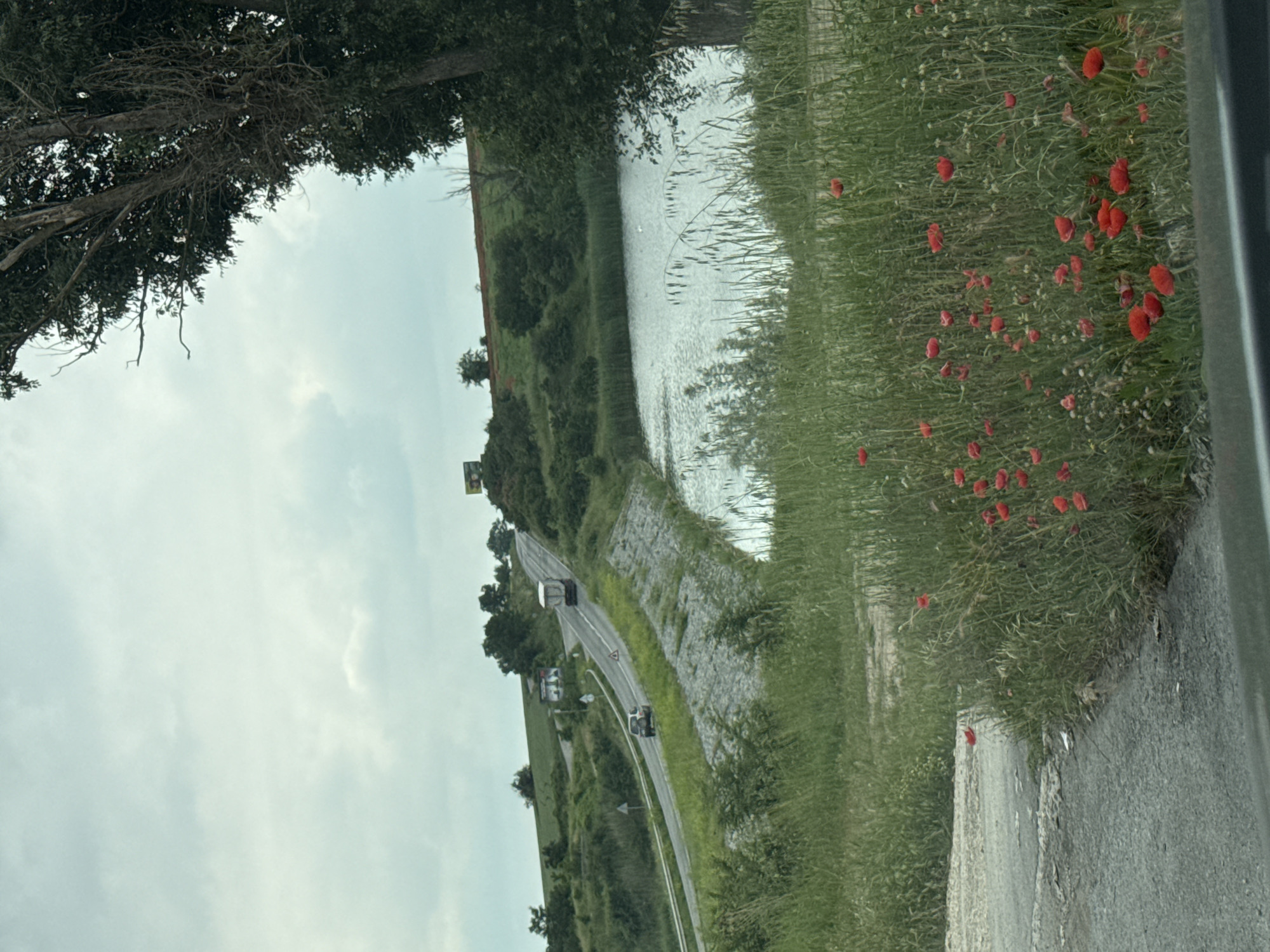 This image captures a serene rural landscape near Dibich, Bulgaria, during daytime under an overcast or partly cloudy sky. The perspective suggests it was taken from a vehicle, looking across a road, a body of water, and surrounding terrain.
In the foreground, a vibrant patch of green grass is heavily populated with numerous bright red poppies, particularly towards the lower right side of the frame. A narrow, dark strip of asphalt or concrete, likely a road shoulder, runs along the very edge of the foreground.
The midground features a calm body of water, possibly a canal or river, which reflects the light sky and shows subtle ripples on its surface. This water runs parallel to a paved road that curves gently into the distance. Several vehicles, including cars and a large white truck, are visible on this road, indicating light traffic. The road is flanked by green embankments and scattered trees.
The background consists of rolling green hills covered in dense vegetation, stretching towards the horizon. The sky above is a soft, light blue-grey, characteristic of an overcast day. Dark green tree branches, possibly from an overhanging tree near the viewer, partially frame the upper left corner of the scene.
No discernible text is readable on any of the distant road signs or structures, although a billboard-like sign is barely visible in the far background above the road. The scene evokes a sense of tranquil, natural beauty along a functional transportation route.