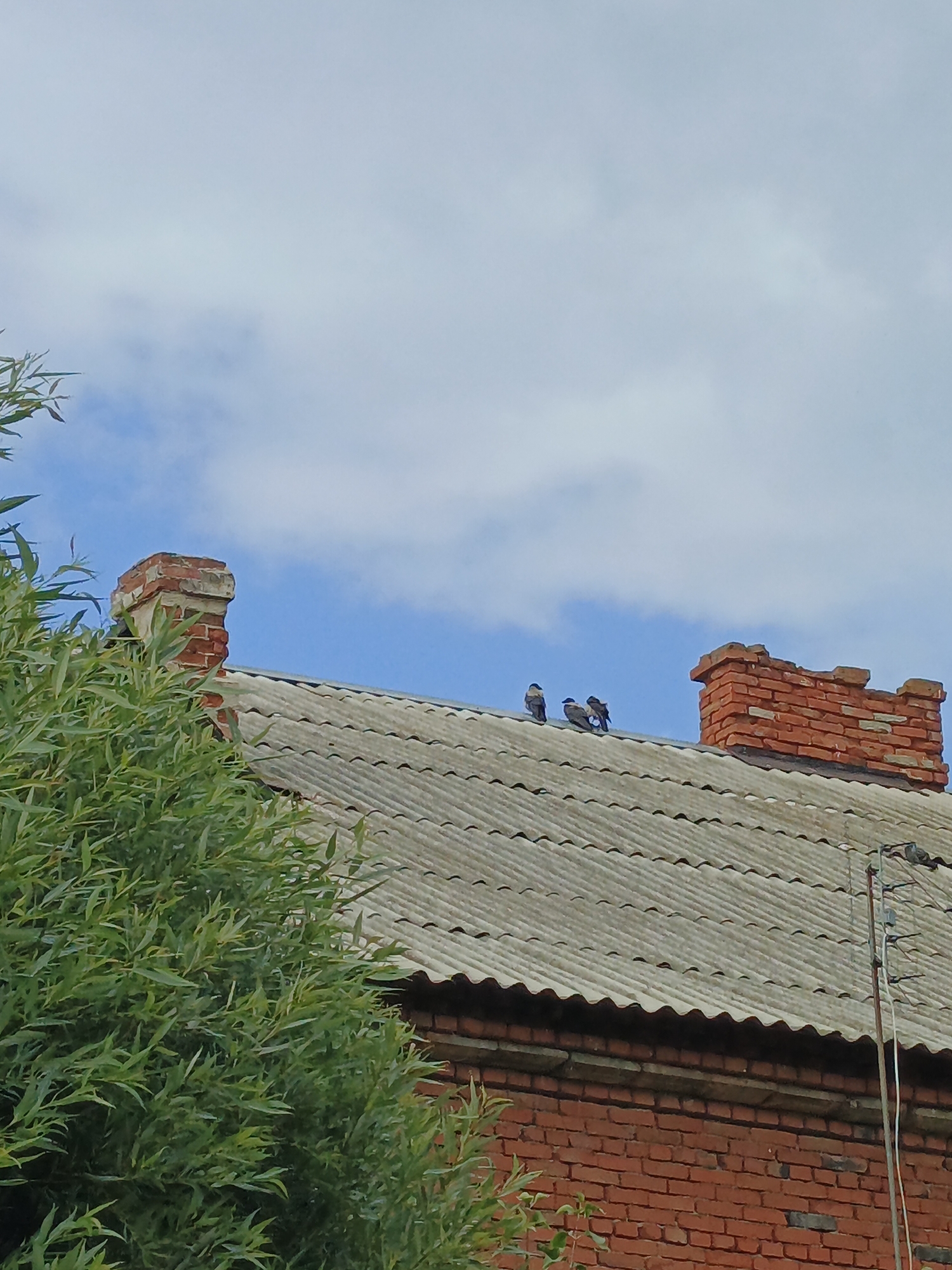 The image shows a weathered, grey, corrugated roof of a brick building. Two brick chimneys are visible, one on the left and a larger, more intact one on the right. Several birds, appearing to be pigeons, are perched on the roof, near the left chimney. Lush green foliage from a tree partially obstructs the view on the left side of the image. The sky above is a mix of blue with scattered white clouds. The overall impression is that of an urban or suburban setting, possibly in Medvedyovka, Russia, characterized by older construction and natural elements.