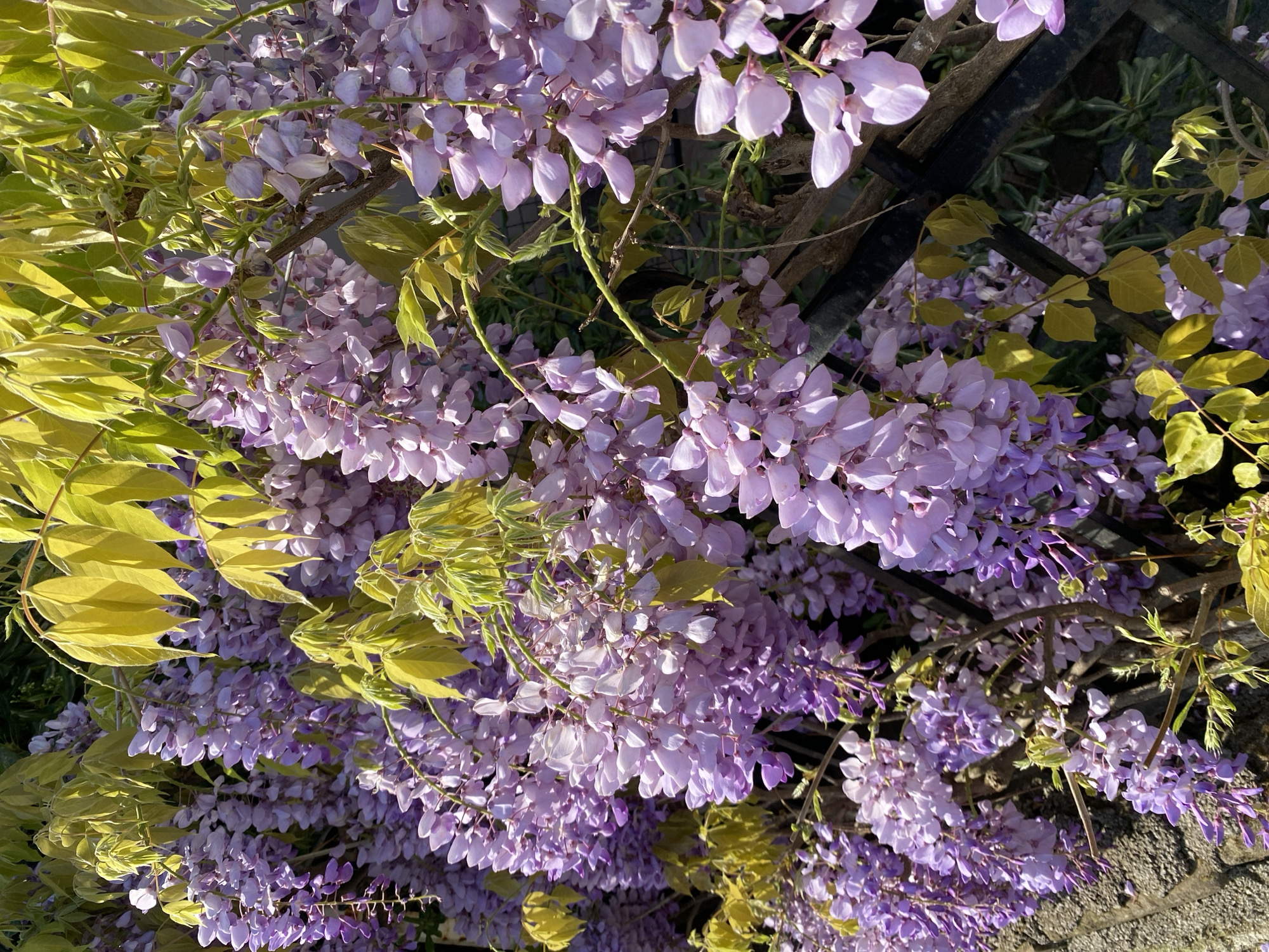 This is a vibrant close-up photograph of a blooming wisteria vine, showcasing an abundance of light purple, pendulous flower clusters and bright, yellowish-green foliage. The dense arrangement of flowers and leaves fills most of the frame, creating a lush and captivating natural scene.
The wisteria flowers, in varying shades of lavender and light purple, hang in elongated clusters, with individual blossoms appearing delicate and soft. Sunlight bathes the scene, highlighting the petals and creating a subtle shimmer. The leaves, a striking chartreuse or golden-green, contrast beautifully with the purple flowers and appear to be relatively young or sun-kissed. Their vibrant hue suggests healthy growth.
In the background, hints of a dark-colored metal structure, possibly a trellis, fence, or pergola, are visible, providing support for the climbing vine. This structure is partially obscured by the thick growth of flowers and leaves. Towards the bottom right, a rough-textured, light-colored surface, resembling stone or concrete, can be seen, indicating the vine might be growing alongside a wall or pathway.
The lighting suggests it is a bright, sunny day, possibly morning or late afternoon, given the warm quality of the light and the interplay of shadows among the dense foliage and blossoms. There is no discernible activity taking place, as it is a still life photograph focused on the natural beauty of the plant. No text is visible in the image. The scene conveys a sense of tranquility and the splendor of springtime in Budva, Montenegro.