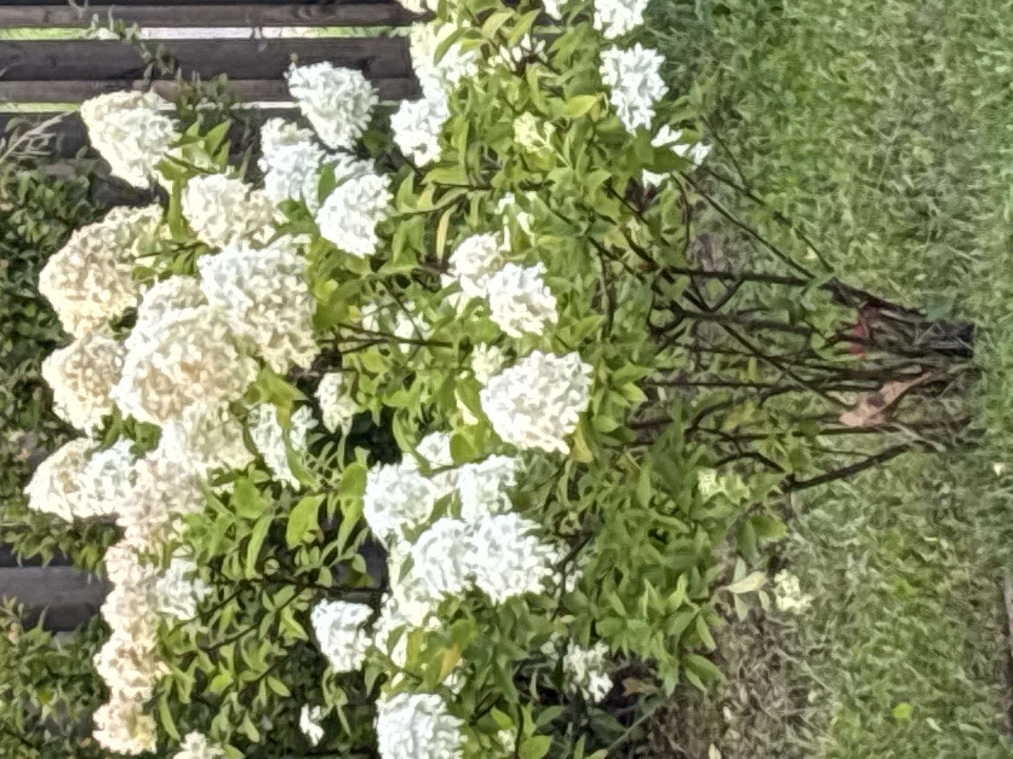 A white hydrangea bush with large, cone-shaped blooms and green foliage is in full bloom. The bush is situated in a grassy area next to a wooden fence. The fence is made of vertical wooden planks, some of which appear weathered. In the background, more greenery and a glimpse of what looks like a building or structure can be seen. The lighting suggests it is daytime, with soft shadows indicating an overcast or diffused light source. The image appears to have been taken in an outdoor setting, likely a garden or park. The location is identified as Zvenigorod, Russia. There are no people or animals visible in the image.