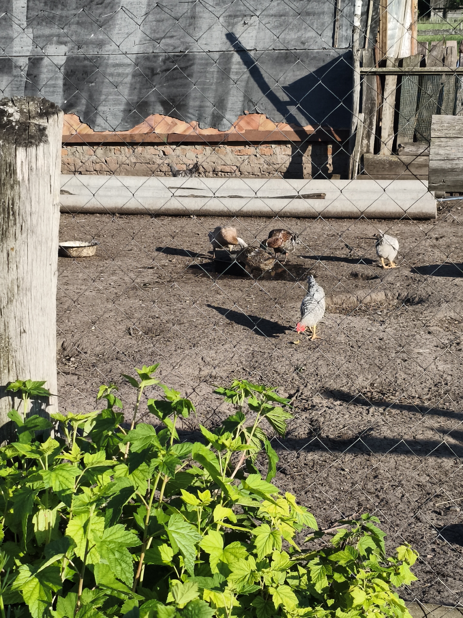 The image depicts an outdoor scene within a fenced enclosure in the village of Ilmino, Russia. The enclosure appears to be a chicken coop or run, with sandy, dirt ground. Several chickens are visible within the enclosure, foraging or standing. In the foreground, a lush green bush with large leaves occupies the lower portion of the frame, obscuring part of the fence. The background features a rustic wooden fence and a weathered wooden post, along with some corrugated metal sheeting and brickwork, suggesting a rural or agricultural setting. The lighting indicates it is daytime, with shadows cast by the fence and objects within the enclosure.