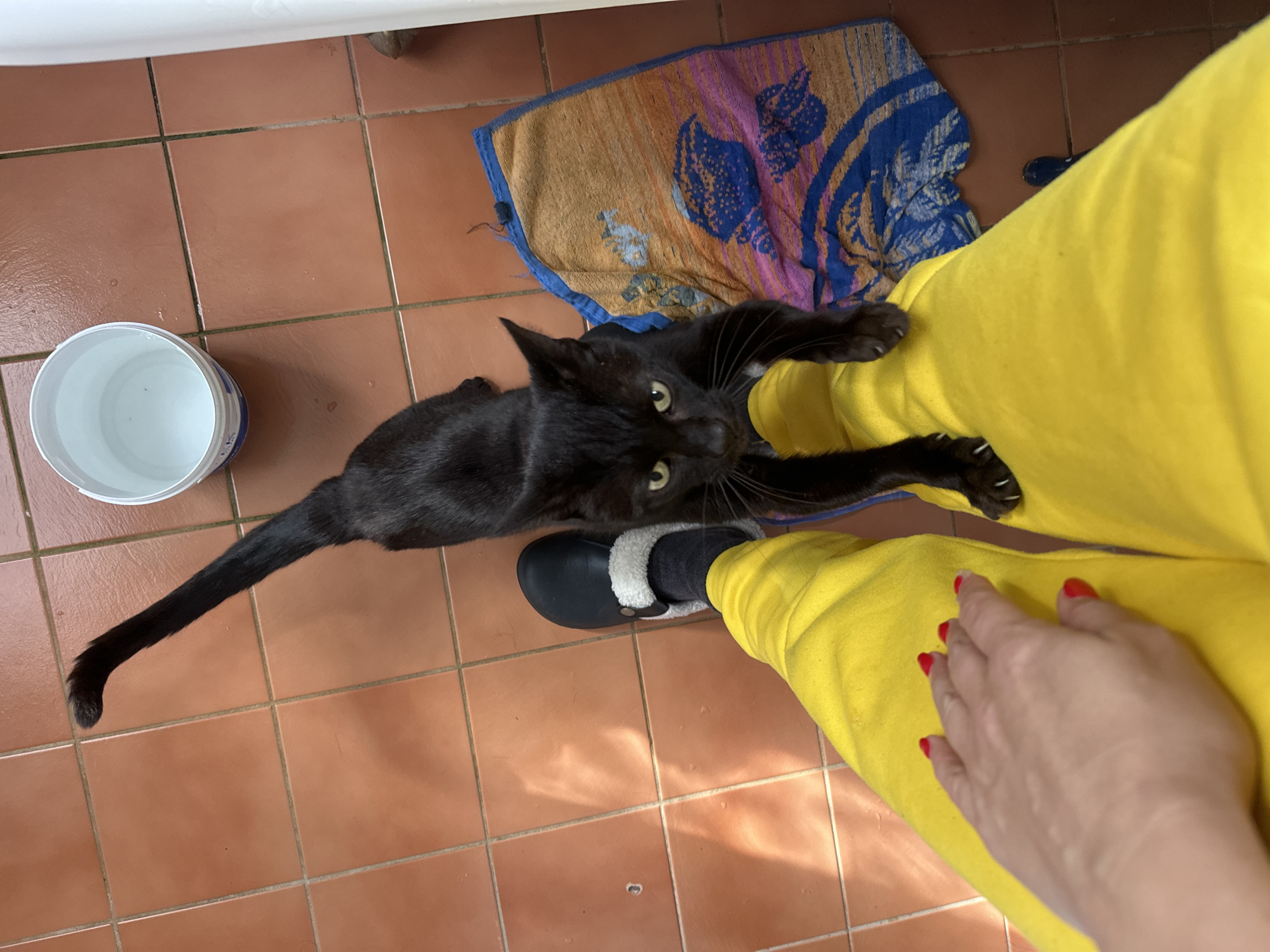 An overhead shot captures a black cat with yellow eyes standing on the lap of a person wearing bright yellow pants and a dark slipper with white trim. The cat's tail is extended upwards. A multicolored towel with blue and orange patterns lies on a terracotta tiled floor next to the person's leg. A white bucket filled with water sits in the upper right corner of the frame. The scene appears to be indoors, possibly in a bathroom or utility area, based on the tiled floor and the presence of the bucket and towel. There are no distinct landmarks to indicate a specific location in the city of Thora, Australia.