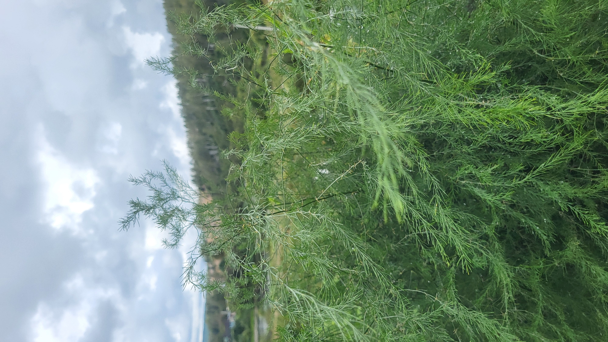 In an outdoor setting with a cloudy sky, a dense, leafy green bush occupies the foreground, with delicate, feathery branches. The foliage appears wet, suggesting recent rain or dew. In the mid-ground, a gently sloping hillside is covered in trees, some of which have a lighter, birch-like appearance. In the distance, a body of water is visible, and beyond that, a few structures of buildings can be discerned. The overall scene depicts a natural landscape under an overcast sky.