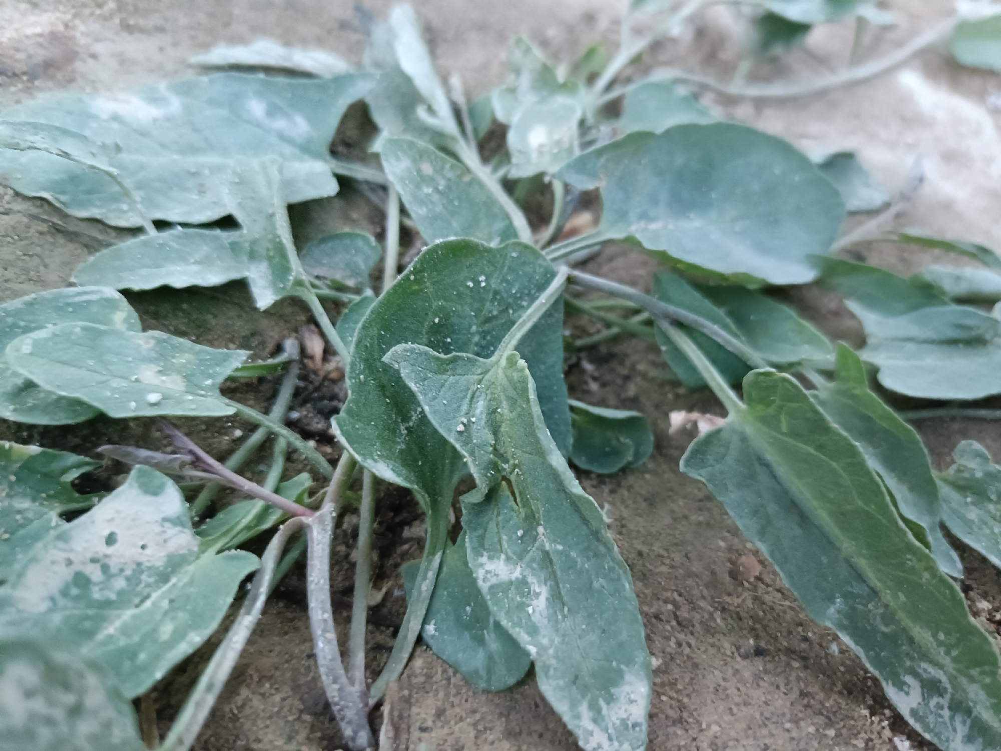 A close-up, low-angle shot shows a cluster of leafy green plants growing from dry, sandy soil. The leaves are broad and somewhat muted in color, with a dusty or powdery coating visible on their surfaces. Some of the leaves have water droplets. The plants appear to be low-lying and spreading. The background consists of more dry soil and what appears to be a light-colored, rough surface, possibly a stone or concrete. The lighting is diffused, suggesting an overcast day or shade.
