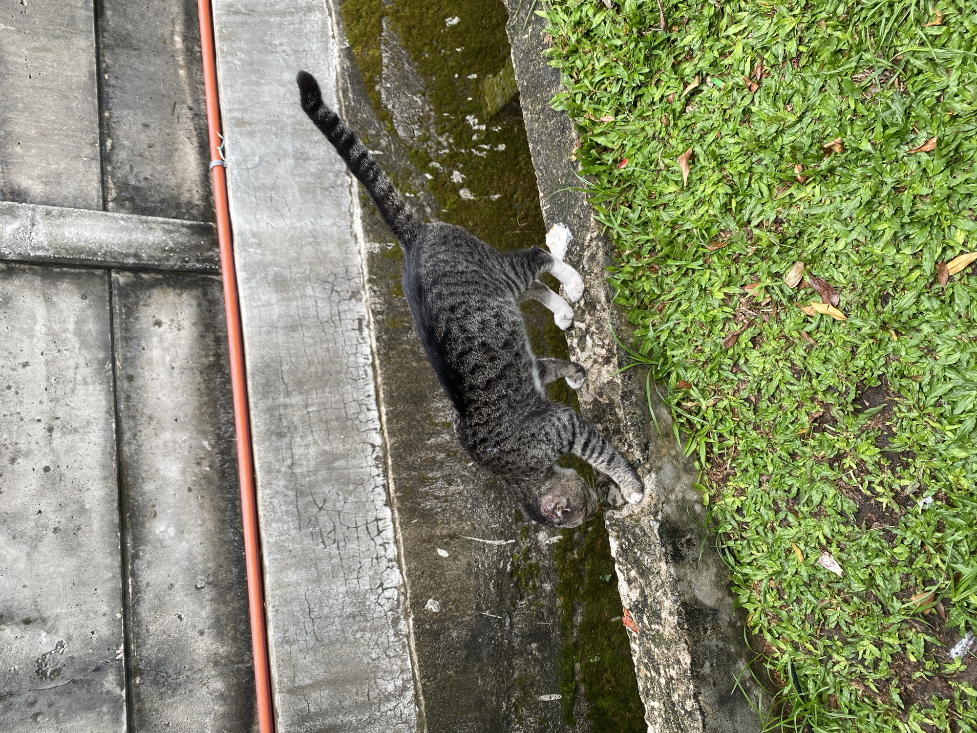 A tabby cat is walking along the edge of a concrete drainage ditch in Gambut Barat, Indonesia. The cat is dark gray with black stripes and has white paws. It is walking towards the left side of the image, with its head lowered as if to drink or investigate something in the ditch. The ditch is partially filled with green mossy water. To the left of the ditch is a concrete wall, and to the right is a patch of green grass. An orange pipe runs along the top of the concrete wall. The environment appears to be outdoors, possibly in a residential or commercial area, given the presence of the concrete structures and the manicured grass.