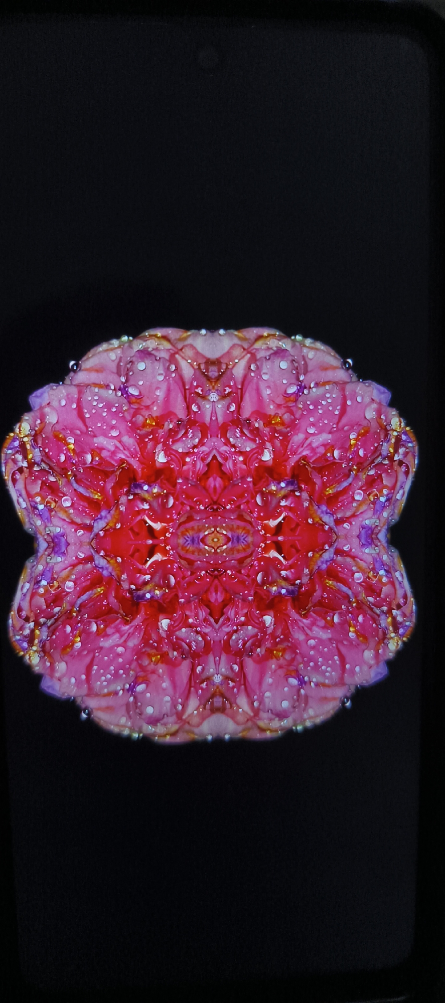 A mirrored image of a flower, possibly a zinnia, with water droplets on its petals is set against a black background. The flower is predominantly pink and red with hints of yellow and purple.
