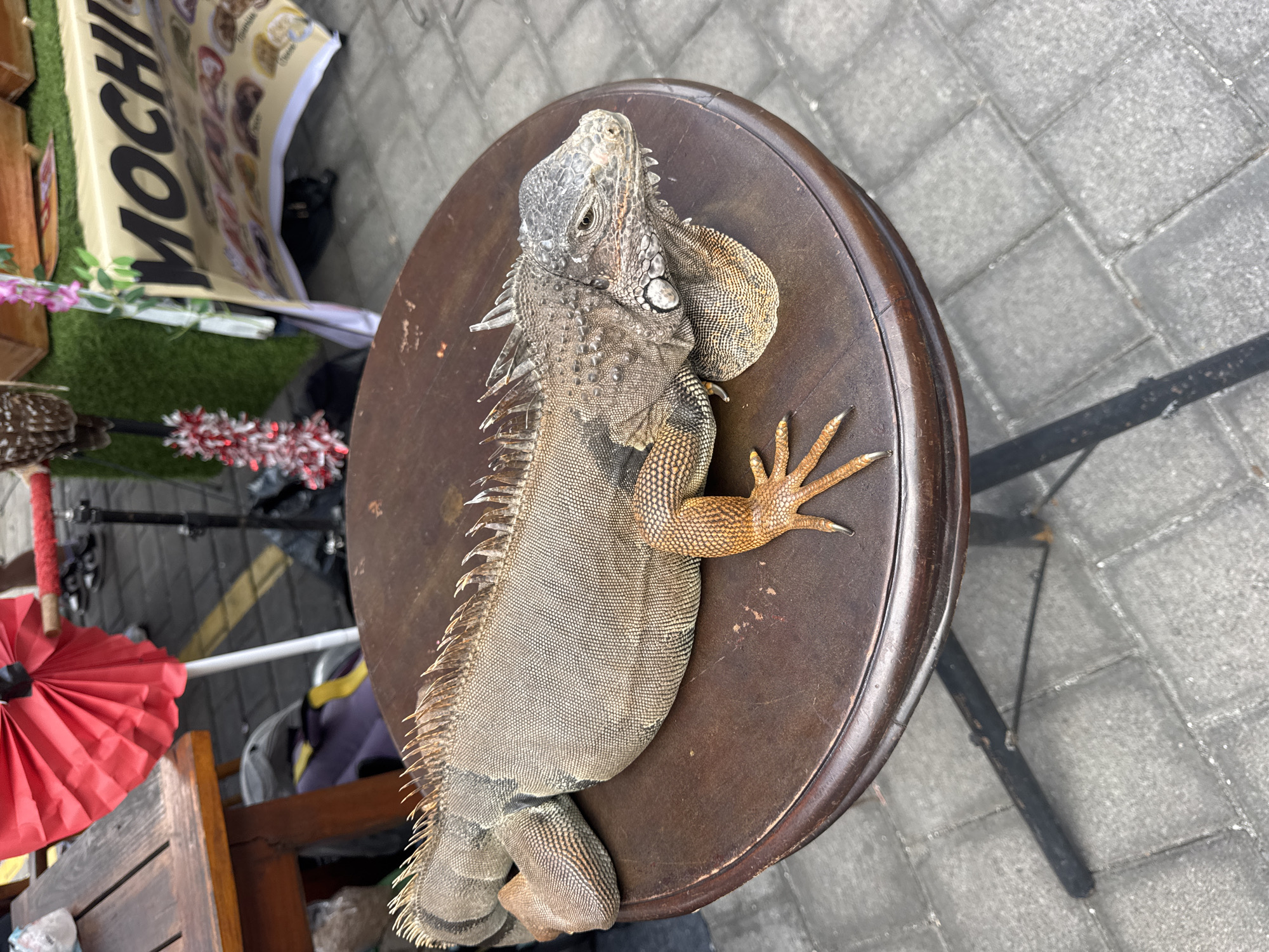 An iguana is resting on a round, dark brown wooden table with a black metal base. The iguana is facing to the right, with its head slightly raised. Its body is elongated and covered in scales, with a row of spines running down its back. Its front legs are tucked underneath its body, and its hind legs are extended. The iguana's skin is a mix of brown, gray, and green, with some orange coloration on its legs. The table is on a paved surface with gray square tiles. In the background, there is a red paper fan, a green artificial turf display, and a banner that says "MOCHI" in black letters. There are also some blurred figures of people in the background. The scene appears to be outdoors, possibly at a market or street fair in Kuta Selatan, Indonesia.