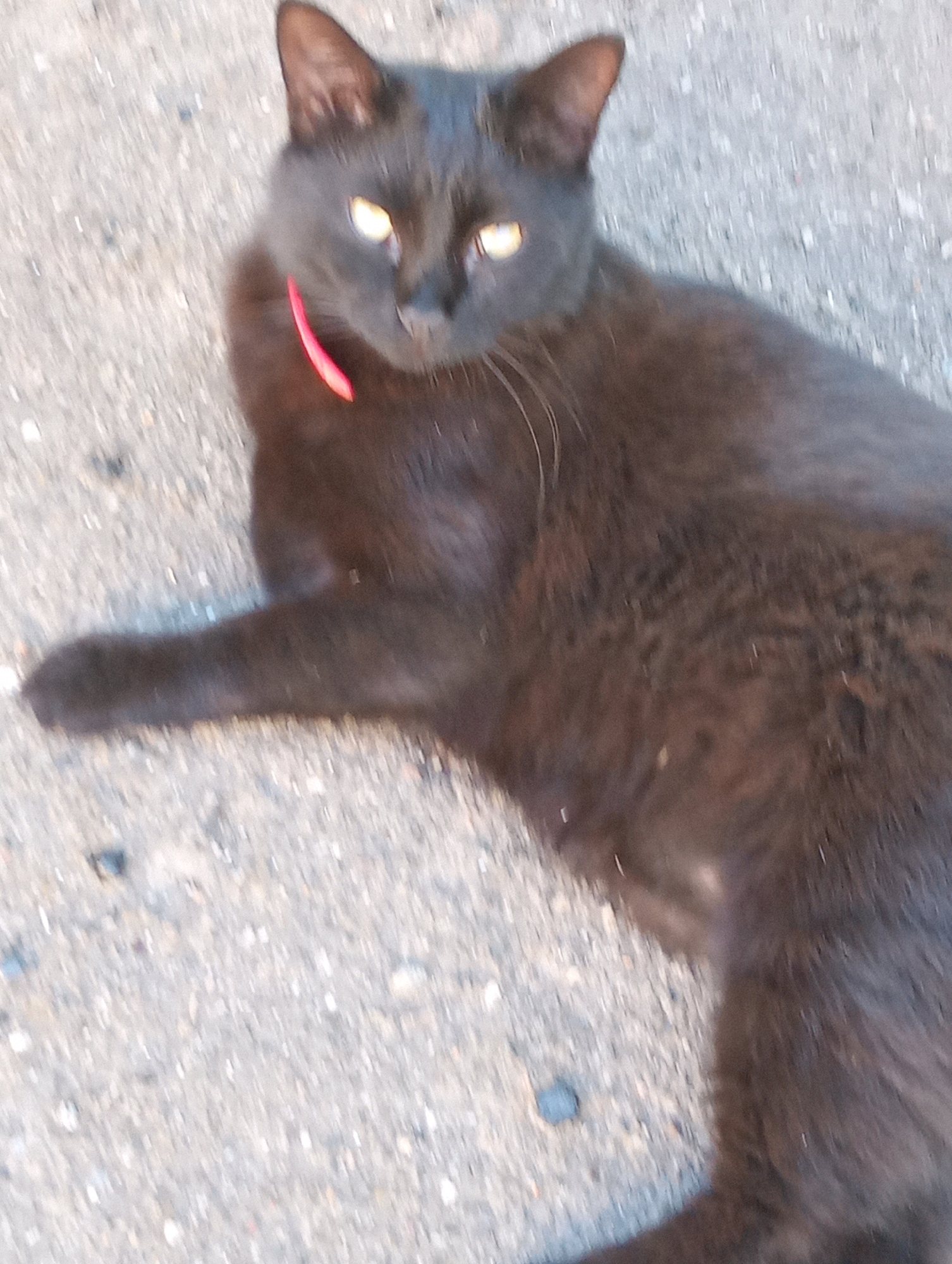 A black cat with bright yellow eyes and a pink collar lies on a grey, pebbled surface. The cat's body is elongated, and its head is turned towards the viewer, with ears pointed upwards. The background is blurred, but appears to be an outdoor surface, possibly a sidewalk or road, consistent with an urban environment. The lighting suggests daytime.