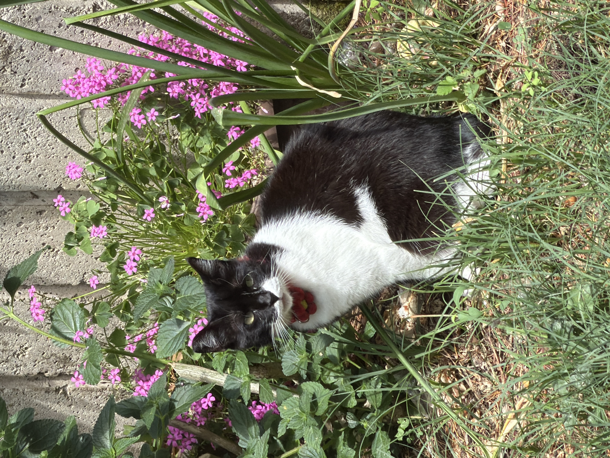 A black and white cat lies in a garden. The cat is wearing a red collar. The garden has green grass and pink flowers. The location is likely Budva, Montenegro. A concrete sidewalk is to the left of the garden.