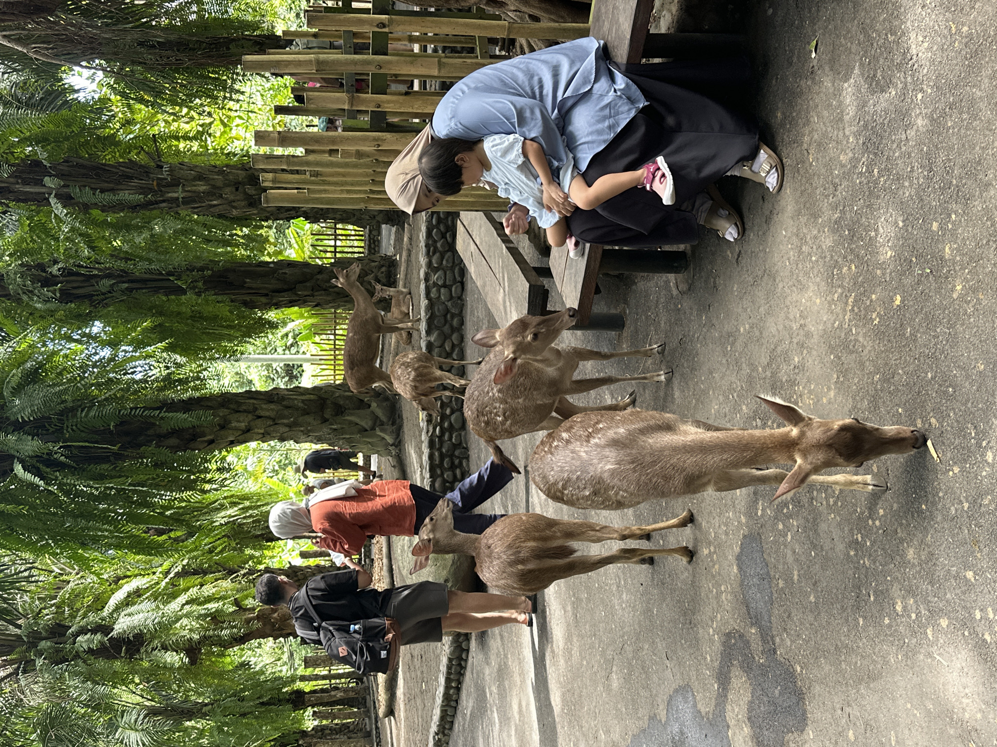 The image shows a scene in Sukawati, Indonesia, featuring several people and deer in what appears to be a park or wildlife area. In the foreground, a group of deer are standing on a paved path, some appearing to eat something off the ground. Further back, two individuals are standing near the deer, possibly interacting with them. A woman wearing a hijab sits on a wooden bench and holds a child on her lap. Behind the bench, there's a bamboo-like fence or structure. The surrounding environment includes lush green foliage and trees, indicating a natural or semi-natural setting. The overall scene suggests a moment of interaction between people and wildlife in a park environment.
