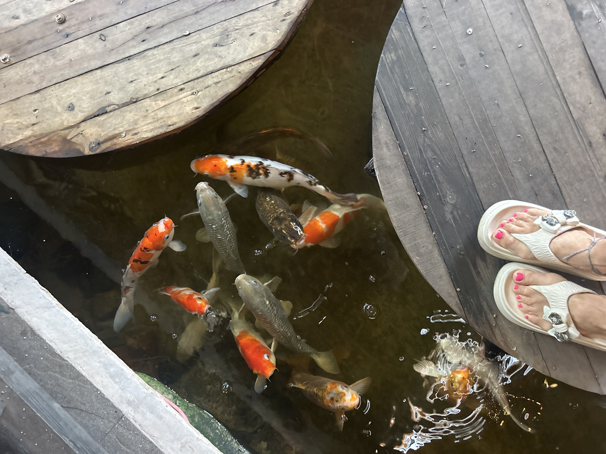 A high-angle shot shows a koi pond surrounded by a wooden deck in Bắc Nha Trang, Vietnam. A person stands on the deck, their feet visible, wearing white sandals with rhinestone bows and bright pink toenail polish. Below, a group of colorful koi fish swim in murky water. The fish are orange, white, black, and silver. A section of concrete is visible on the lower left of the frame.