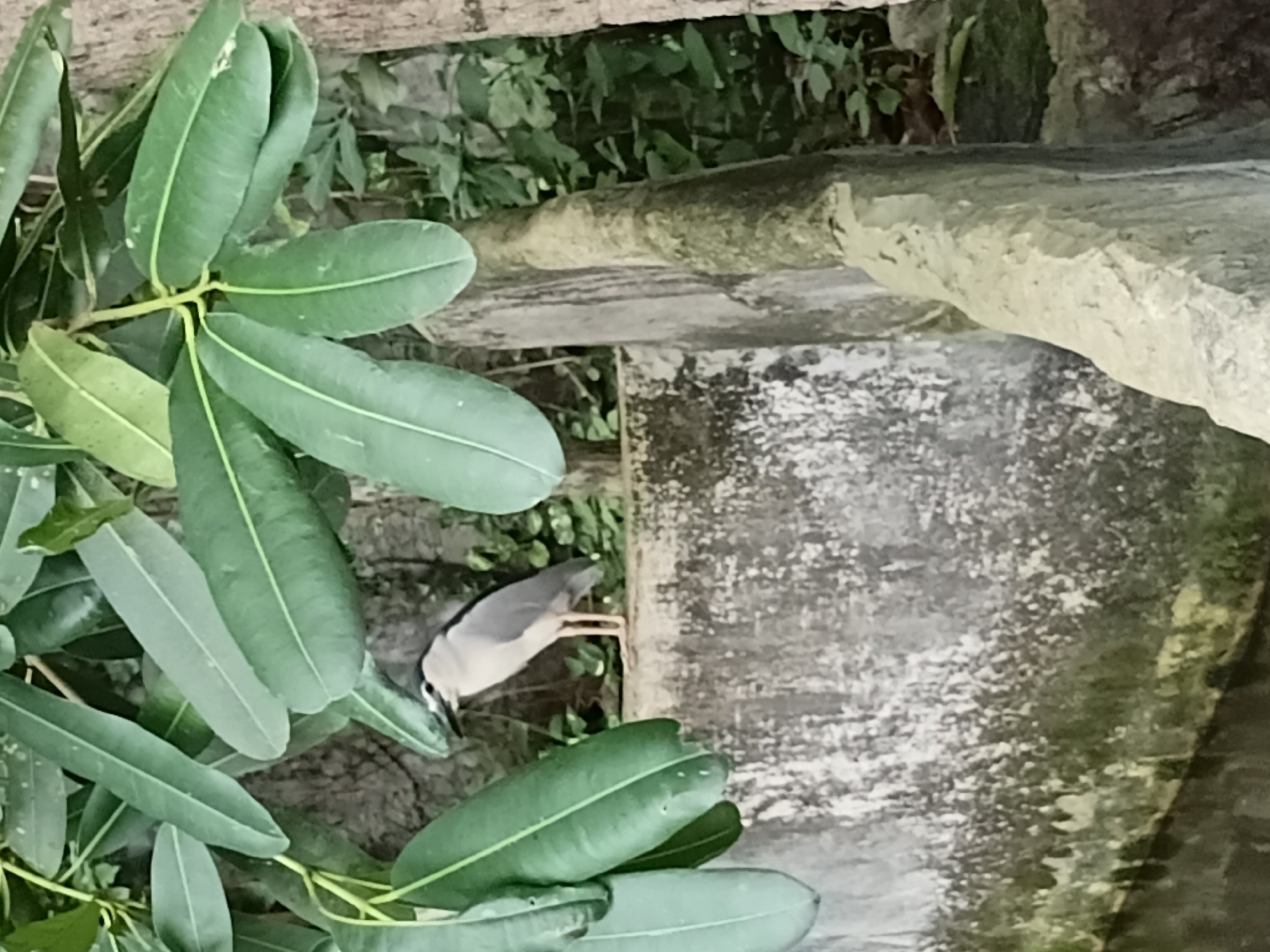 The image shows a black-crowned night-heron standing on a concrete ledge by the water, with large green leaves in the foreground. The heron is facing left, with its head slightly lowered. The concrete ledge is weathered and has moss growing on it. The water is dark and reflects the surrounding foliage. In the background, there is lush green vegetation. The scene is likely a natural habitat within the city of Chiang Mai City Municipality, Thailand, possibly in a park or botanical garden.
