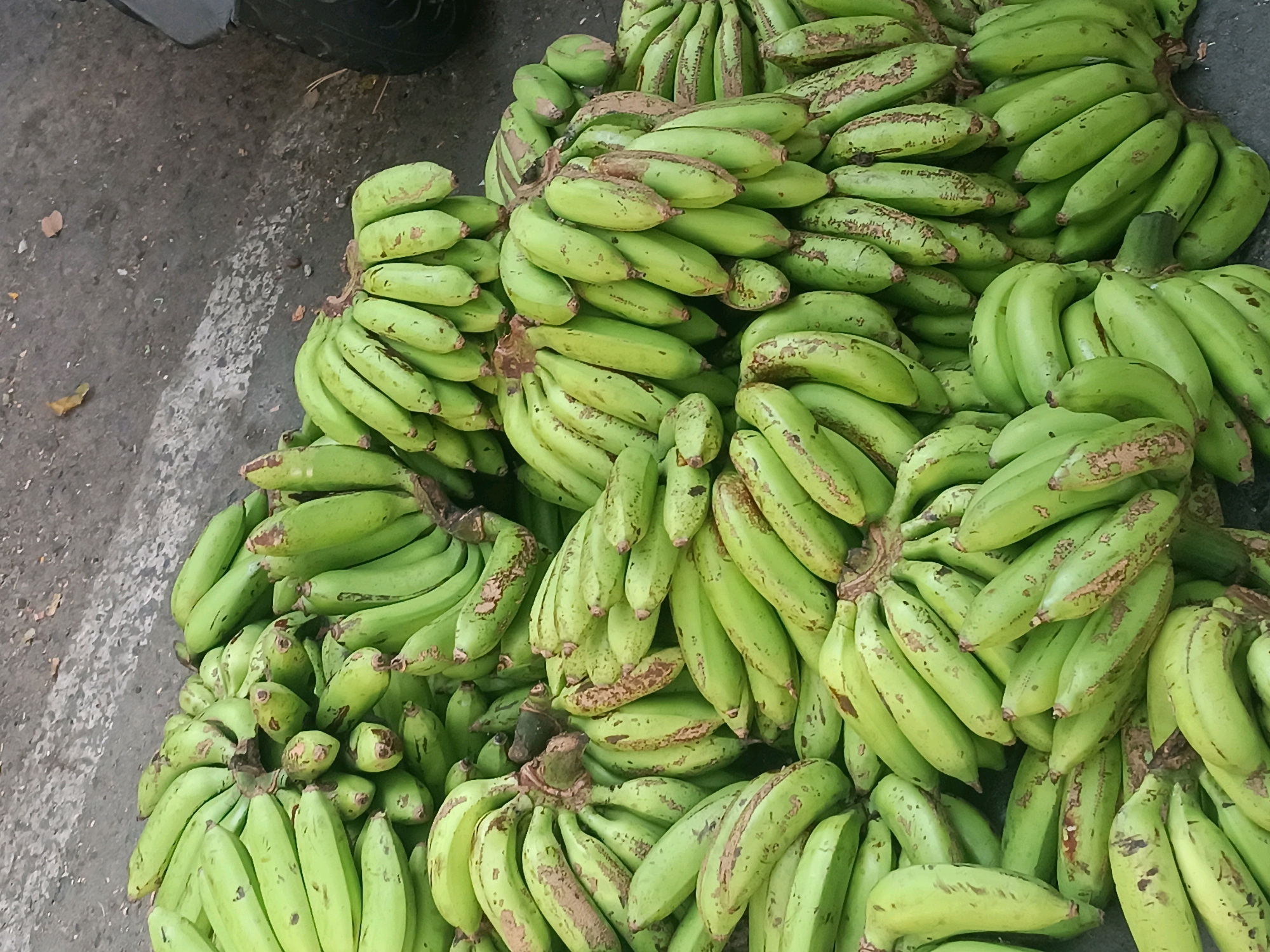 A close-up, overhead shot shows a large pile of unripe green bananas arranged on a rough, grey asphalt surface. Some bananas exhibit brown spots and blemishes. The scene appears to be outdoors, possibly at a market or roadside stall in Tabanan, Indonesia, given the context. There are no people or identifiable actions visible, only the static display of the fruit.