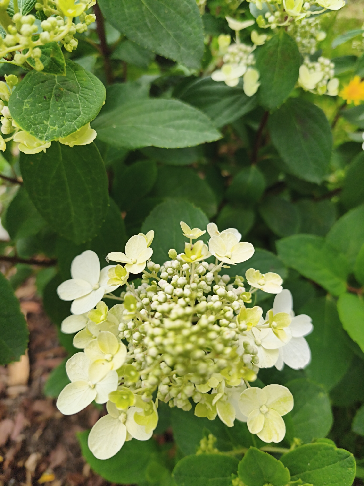The image shows a close-up view of a cluster of pale yellow and white flowers with green leaves. The flowers are small and delicate, with some in full bloom and others still in bud. The leaves are a deep green and appear to be slightly textured. The background is a blur of green foliage and a hint of brown ground cover, possibly mulch or soil. The lighting suggests it is daytime, with natural light illuminating the flowers and leaves. There are no people or any identifiable man-made structures visible in the image. The scene is entirely natural, focusing on the botanical details of the plant. There is no information in the image to suggest a location in Tallinn, Estonia or any other specific city.