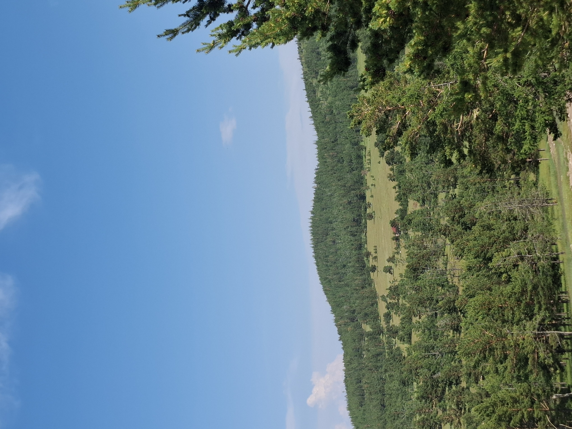 This is a landscape photograph taken on a sunny day in Bugul'deika, Russia. The foreground is dominated by the branches of a large evergreen tree with pine cones. In the middle ground, a rolling, verdant hill is covered with a dense forest of evergreen trees. A small, red-roofed building is visible in a clearing on the hillside. The background features a vast expanse of clear blue sky with a few wispy white clouds. The overall scene depicts a natural, rural environment.