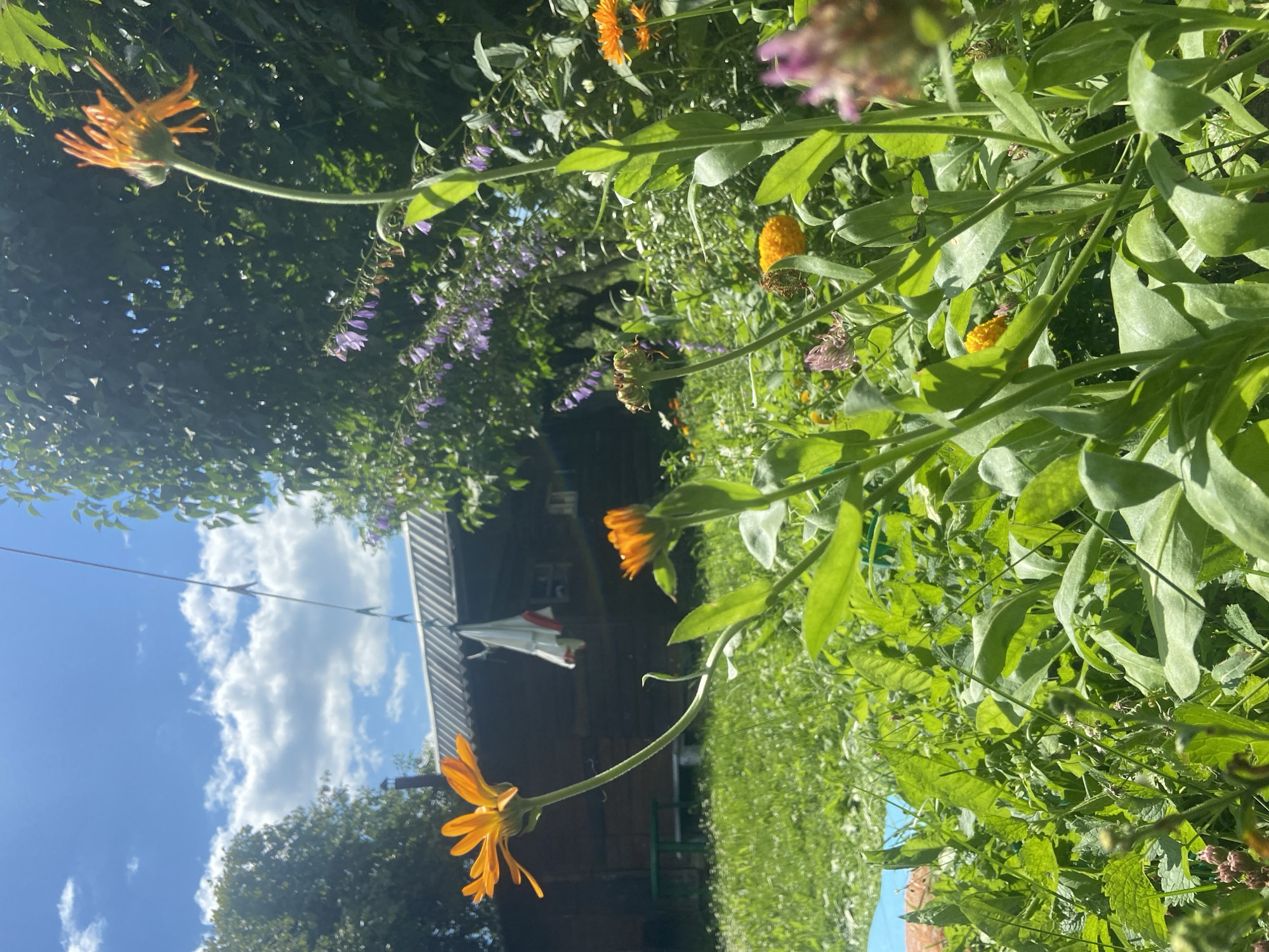 In a grassy yard, bright orange flowers bloom in the foreground. Behind them, a wooden house with a gray roof stands amidst lush green foliage. The sky above is a brilliant blue, dotted with fluffy white clouds. The scene appears to be a tranquil summer day in Novorznev, Russia, with the warm sunlight illuminating the vibrant colors of nature.