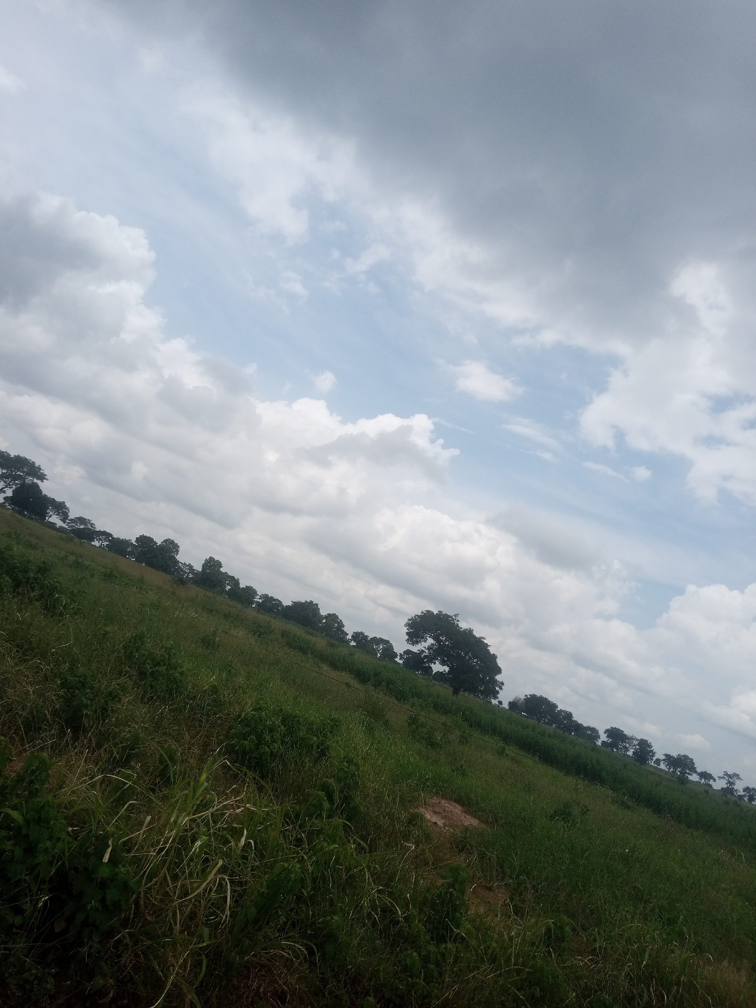 An outdoor, tilted photograph shows a grassy hillside under a cloudy sky. The grass is a mixture of green and yellow, with some patches of bare brown earth visible. A line of trees, mostly with dark green foliage, runs along the upper portion of the hillside, extending from left to right. The sky is filled with a mix of white and gray clouds, with patches of blue sky visible between them. There are no people or animals in the photograph. The scene is consistent with a rural landscape in Laima, Nigeria.
