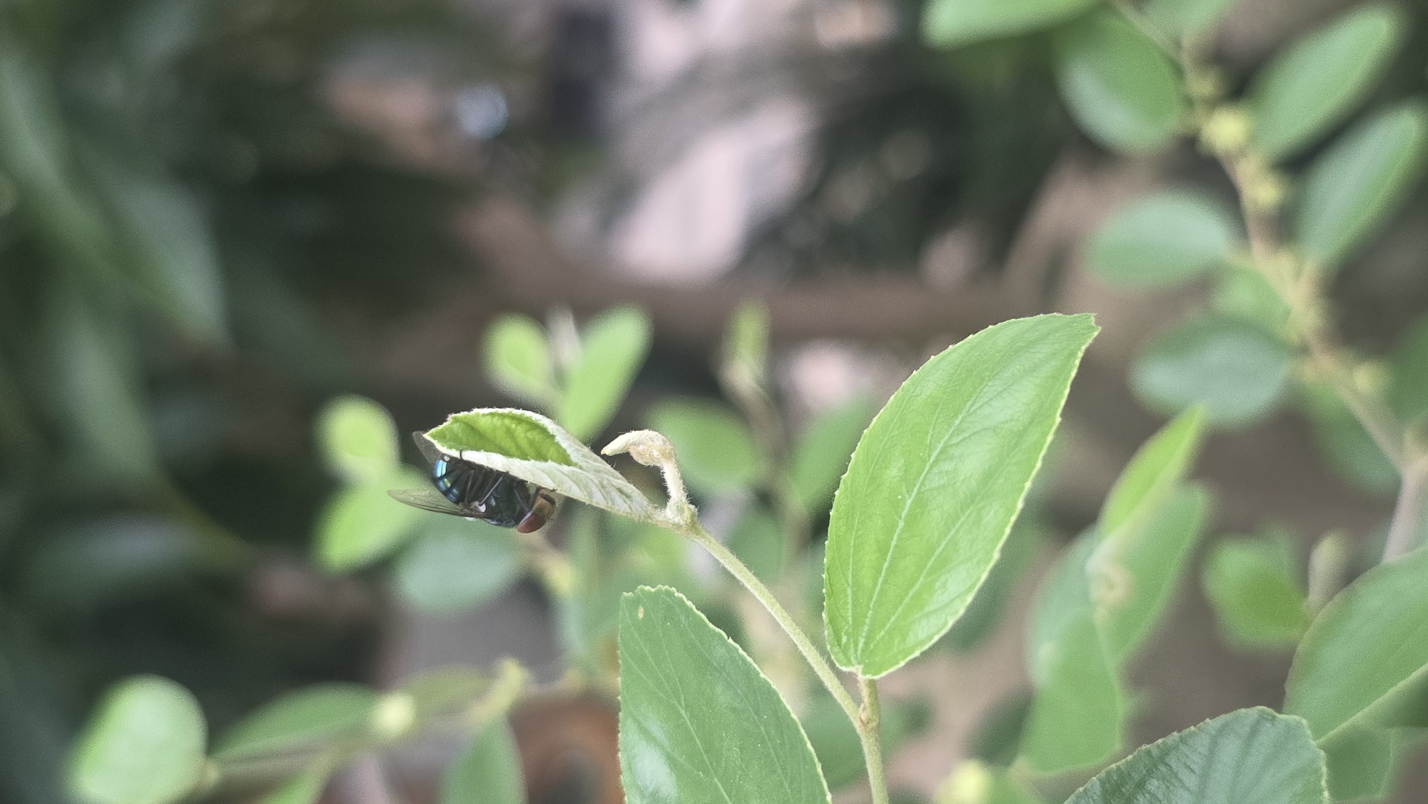 A fly is perched under a small green leaf on a plant stem. The plant is outdoors in Lhokseumawe, Indonesia. The background is blurry, showing other green foliage.