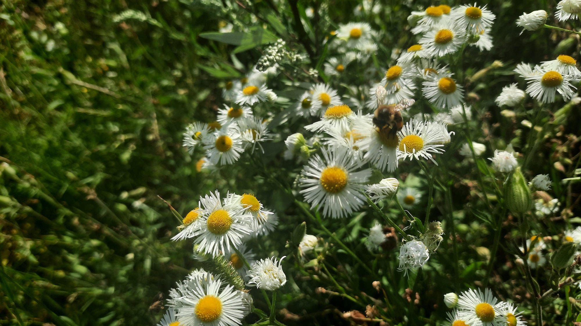 A close-up, slightly tilted, vertical shot features a cluster of daisy-like wildflowers with white petals and yellow centers. The flowers are interspersed with green foliage and grass. In the foreground, a bee with visible wings and stripes is in focus, positioned on one of the flowers. The background is a blur of green, suggesting a natural outdoor setting, possibly a meadow or garden. The lighting indicates a sunny day, casting shadows and highlighting the textures of the petals and grass.