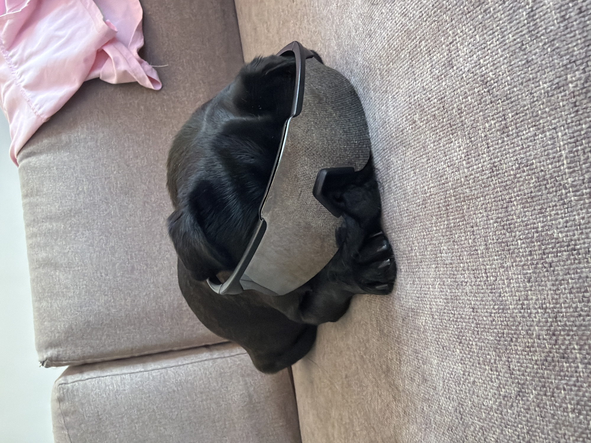 A black puppy wearing oversized silver-tinted sunglasses is lying on a gray sofa. The puppy's head is mostly covered by the sunglasses, with only its ears and a portion of its face visible. Its front paws are positioned near the glasses. In the upper right corner of the image, a crumpled piece of pink fabric is draped over the back of the sofa. The sofa is textured, and the background appears to be a plain wall. The scene is indoors, with soft lighting. The location in the city of Sirius, Russia is unknown.